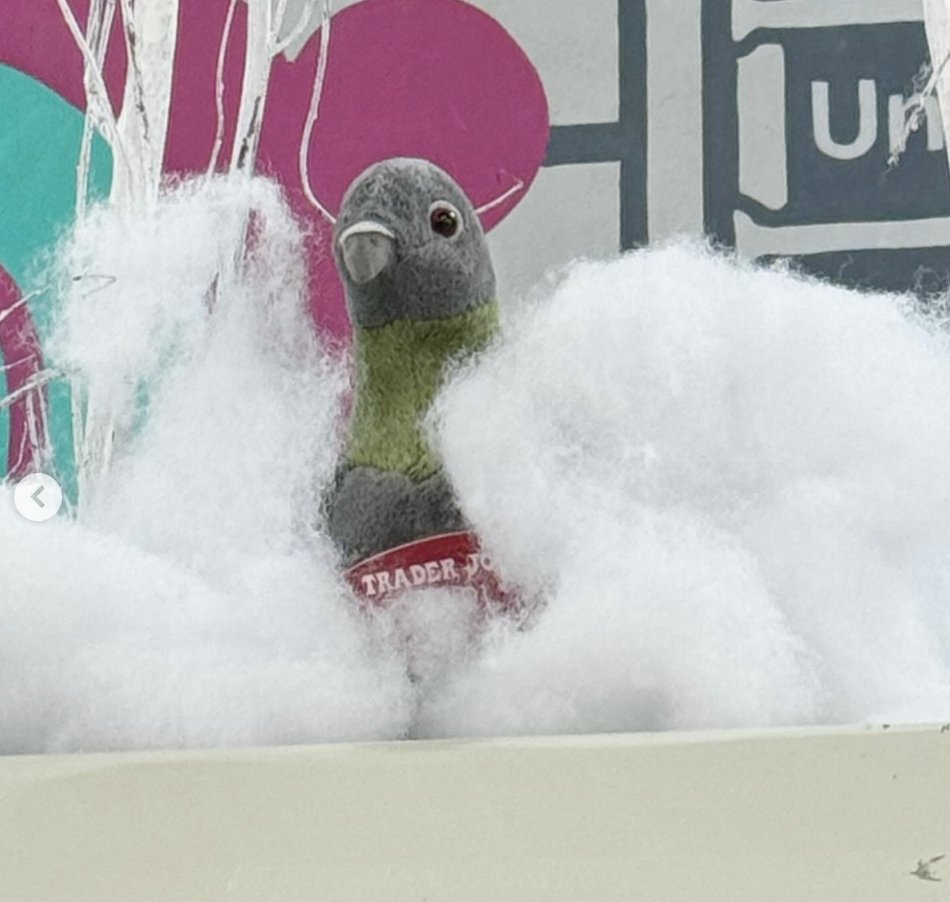 Carl the Pigeon at Trader Joe's New York — Union Square, NY