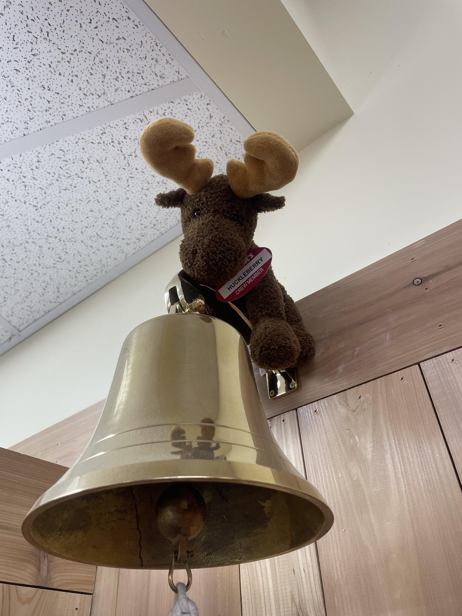 Huckleberry the Moose at Trader Joe's Coeur d'Alene