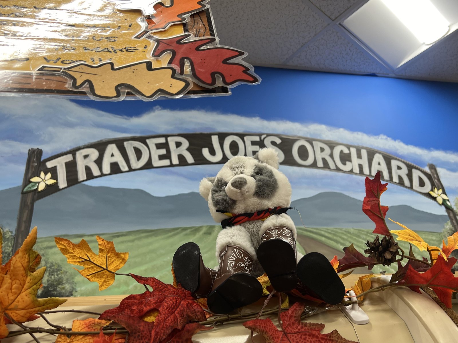 Ringo the Raccoon at Trader Joe's Claremont, CA