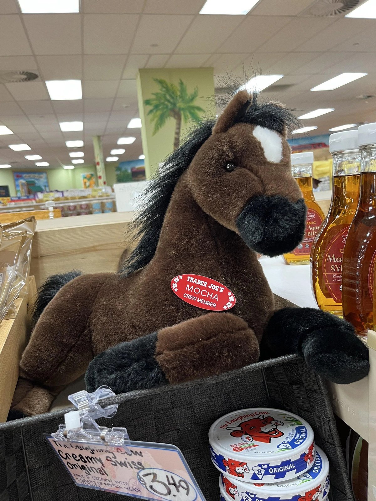 Mocha the Horse