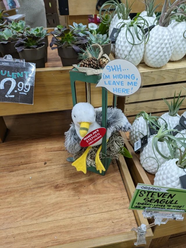 Stephen the Seagull at Trader Joe's Salt Lake City — Downtown, UT