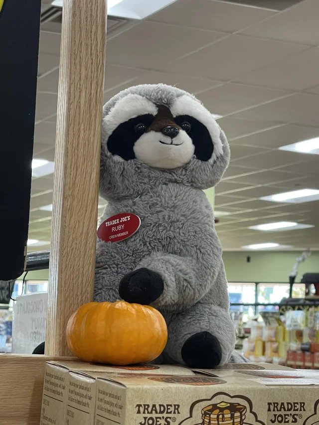 Ruby the Raccoon at Trader Joe's Chattanooga, TN