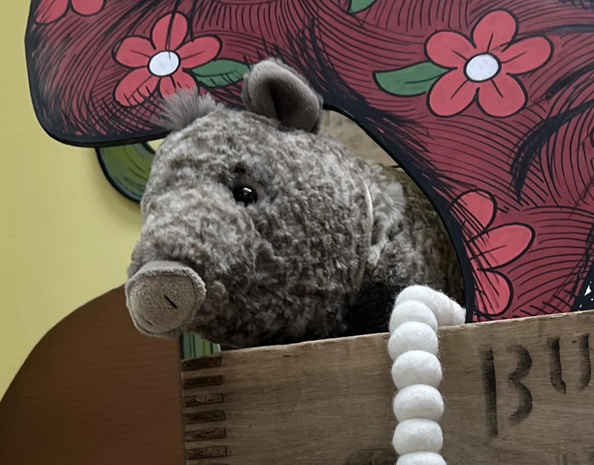 Barnabus the Javelina at Trader Joe's Surprise, AZ