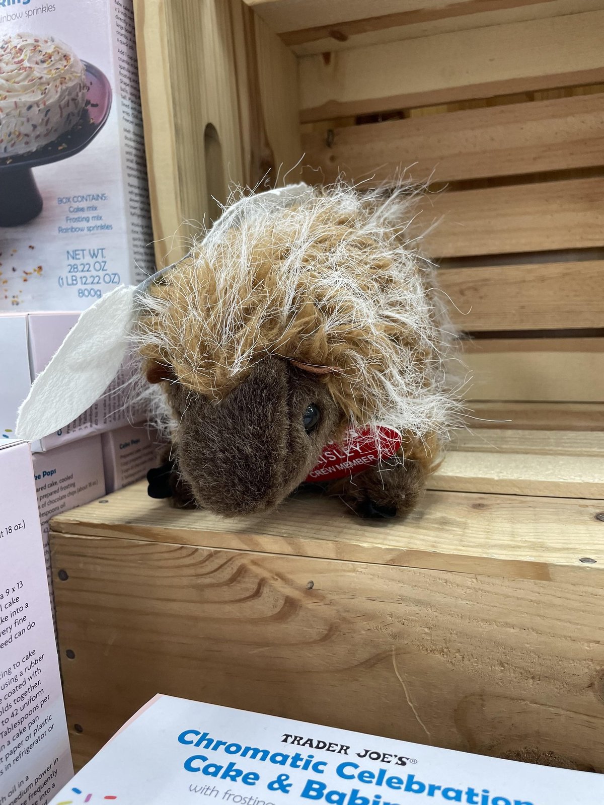 Paisley the Porcupine