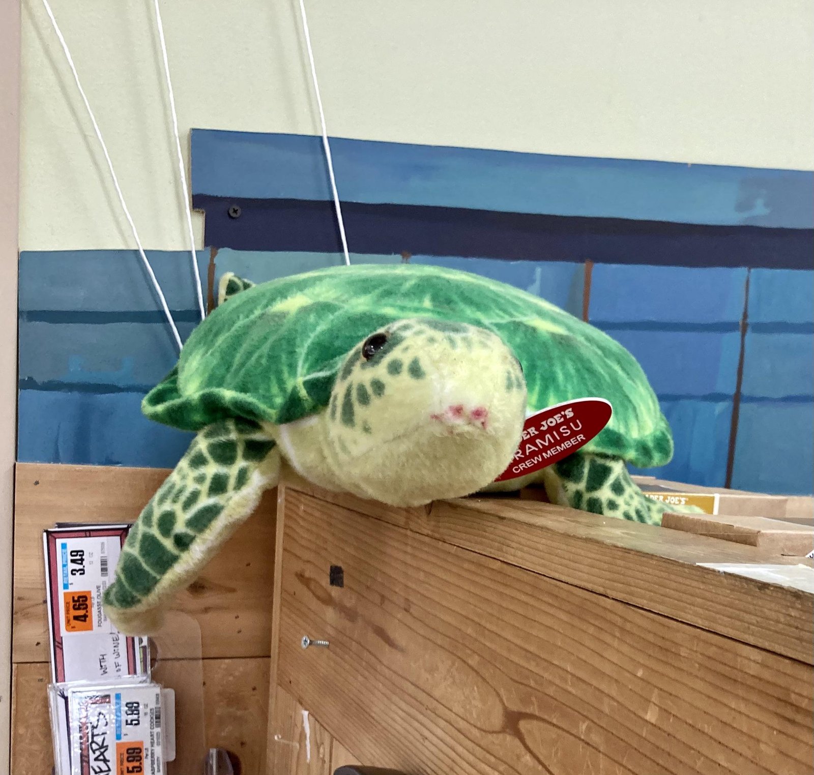 Tiramisu the Turtle at Trader Joe's Stamford, CT