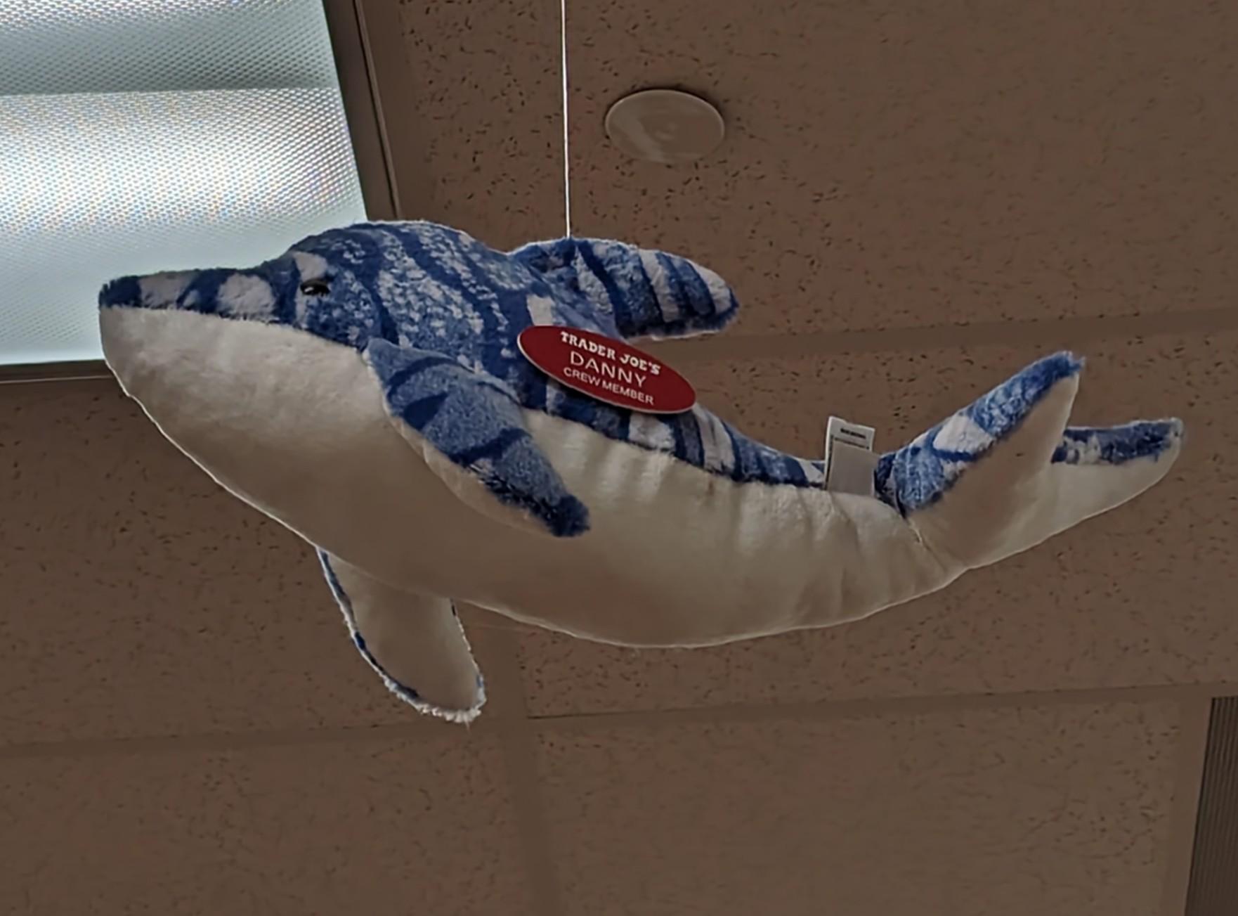 Danny the Dolphin at Trader Joe's Ashburn, VA