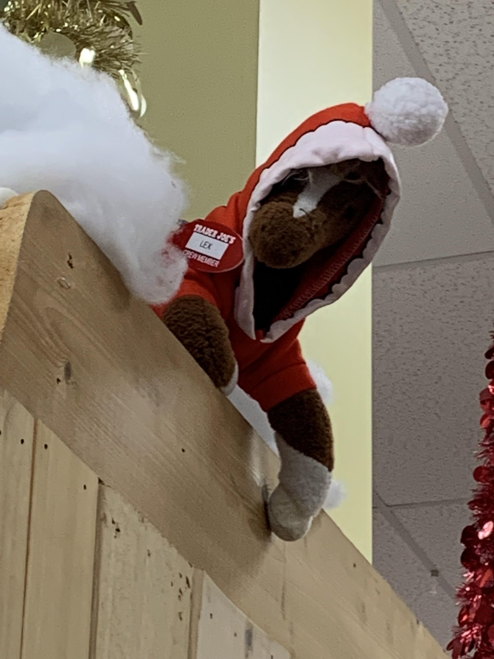 Lex the Horse at Trader Joe's Lexington — Lansdowne, KY