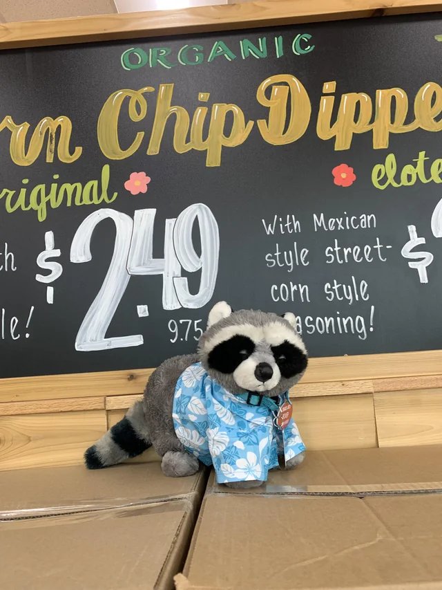 Rover the Raccoon at Trader Joe's Huntsville, AL