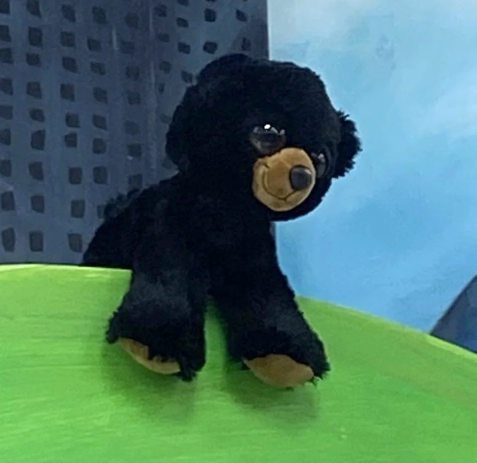 Billy the Black bear at Trader Joe's Birmingham, AL