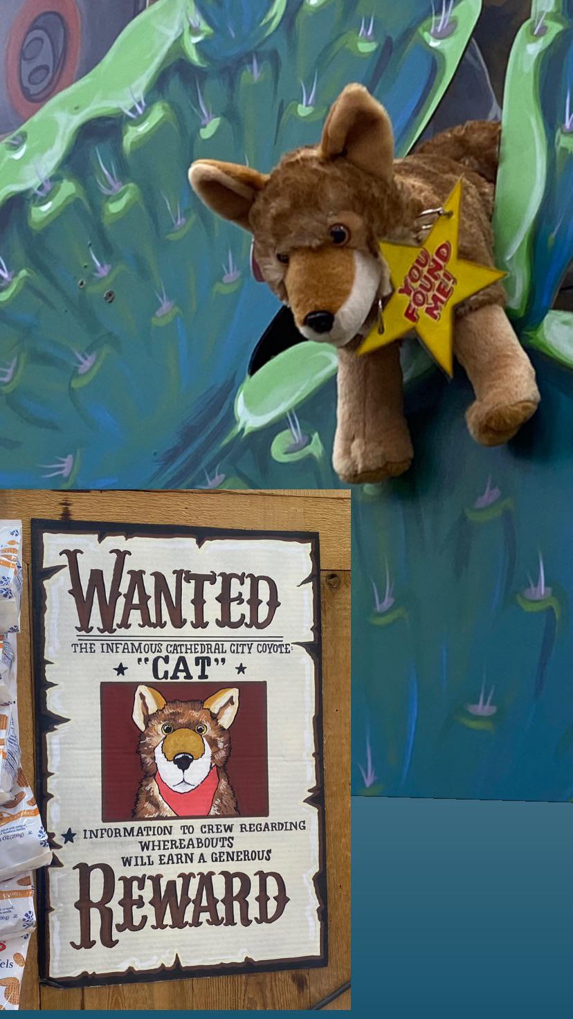 Cat the Coyote at Trader Joe's Cathedral City, CA