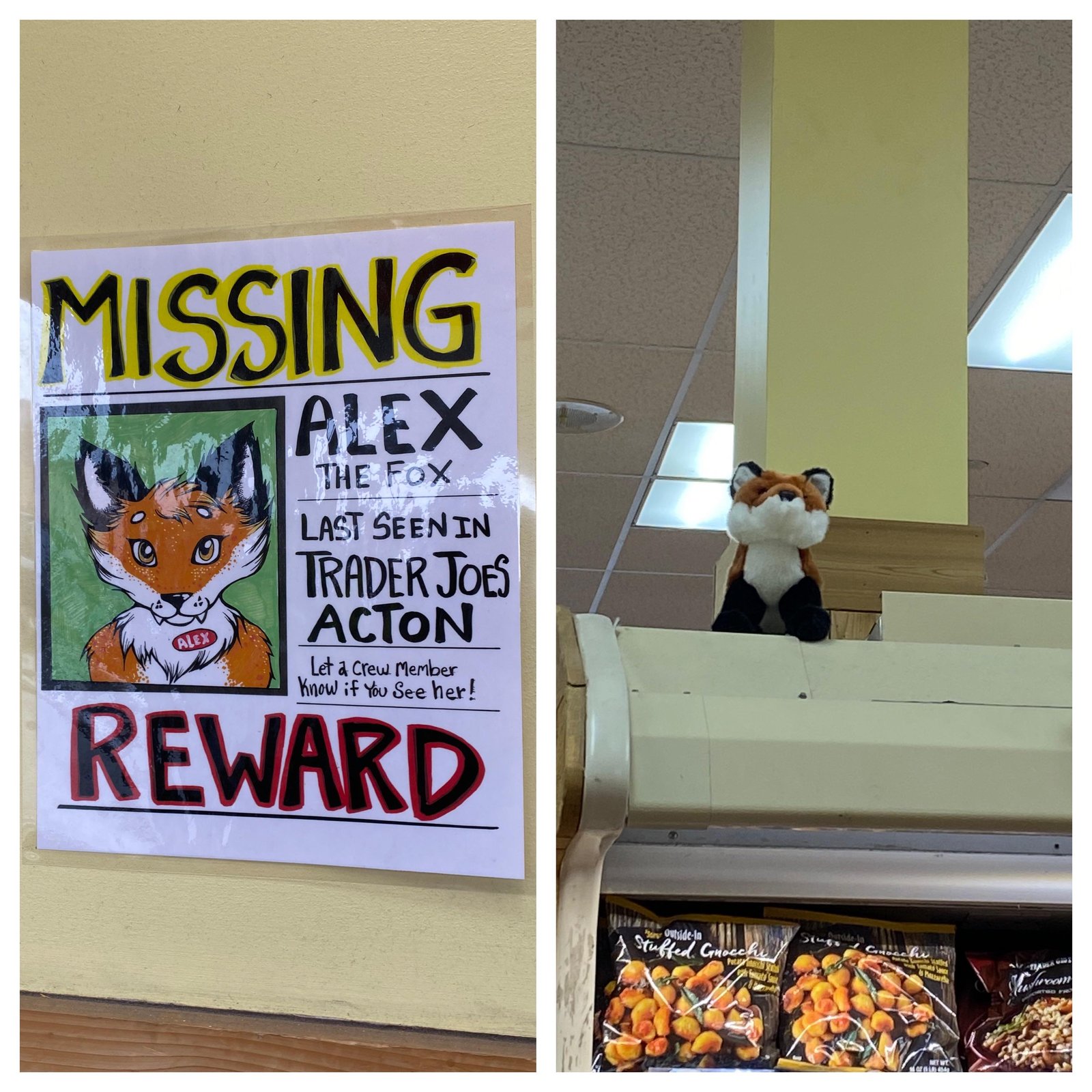 Alex the Fox at Trader Joe's Acton, MA