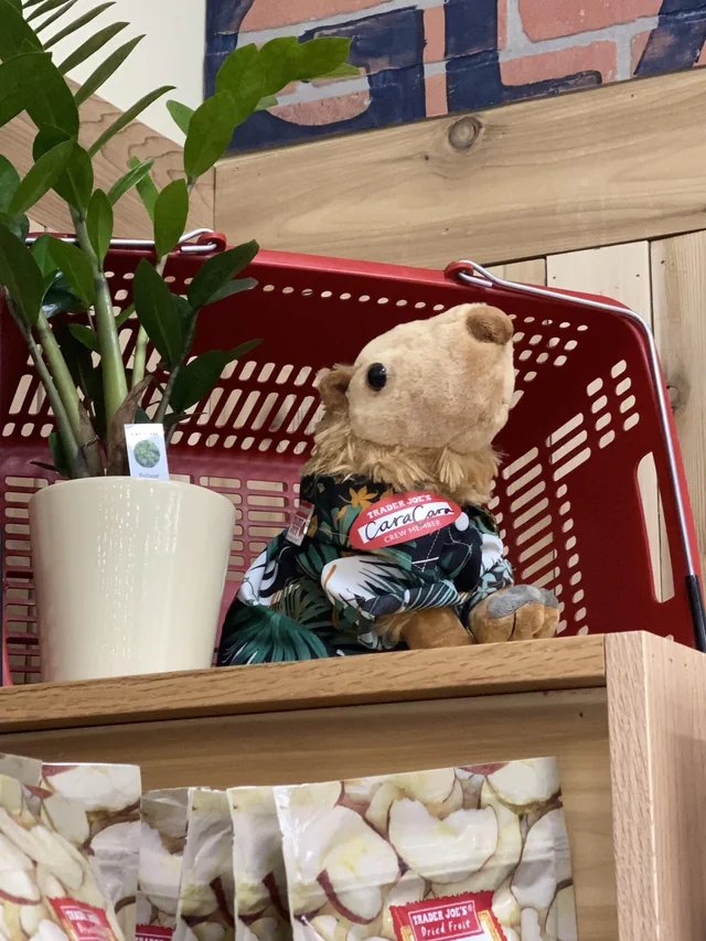 Marvin the Pigeon at Trader Joe's Queens — Long Island City, NY