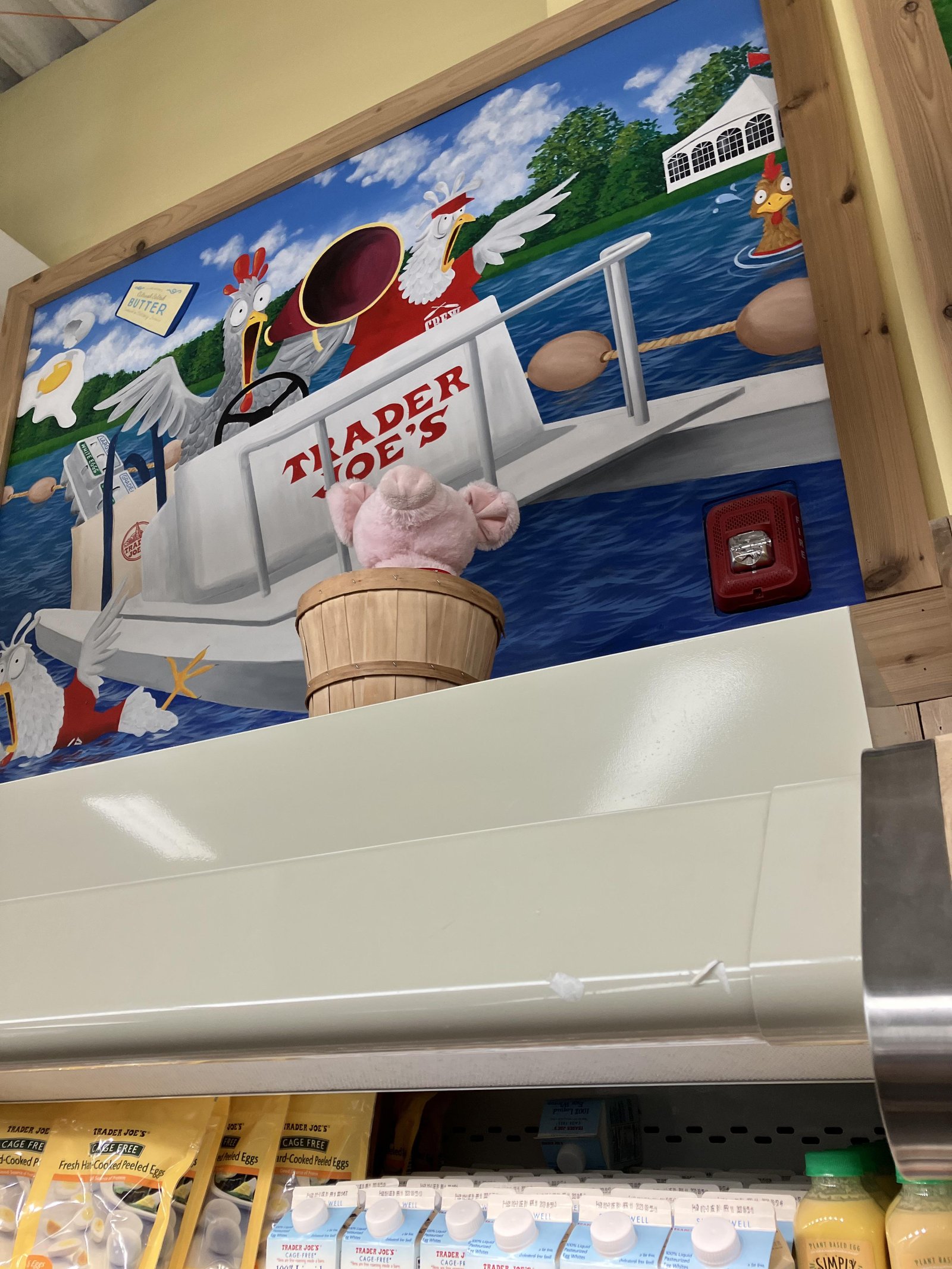 Bella the Pig at Trader Joe's Allston, MA