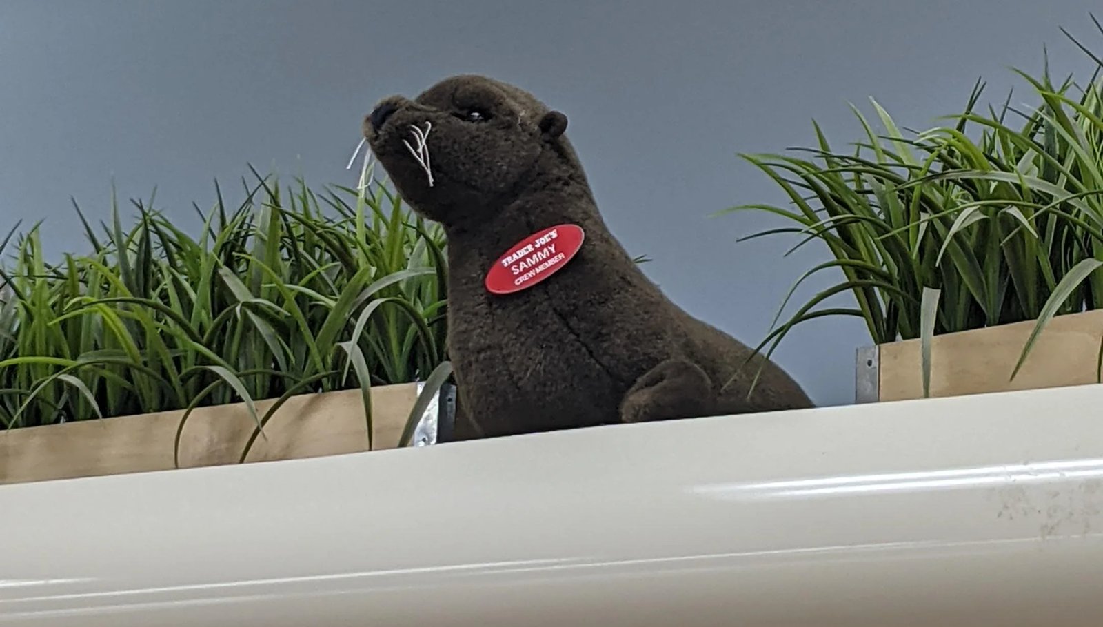 Sammy the Sea otter / sea lion at Trader Joe's Hyannis, MA