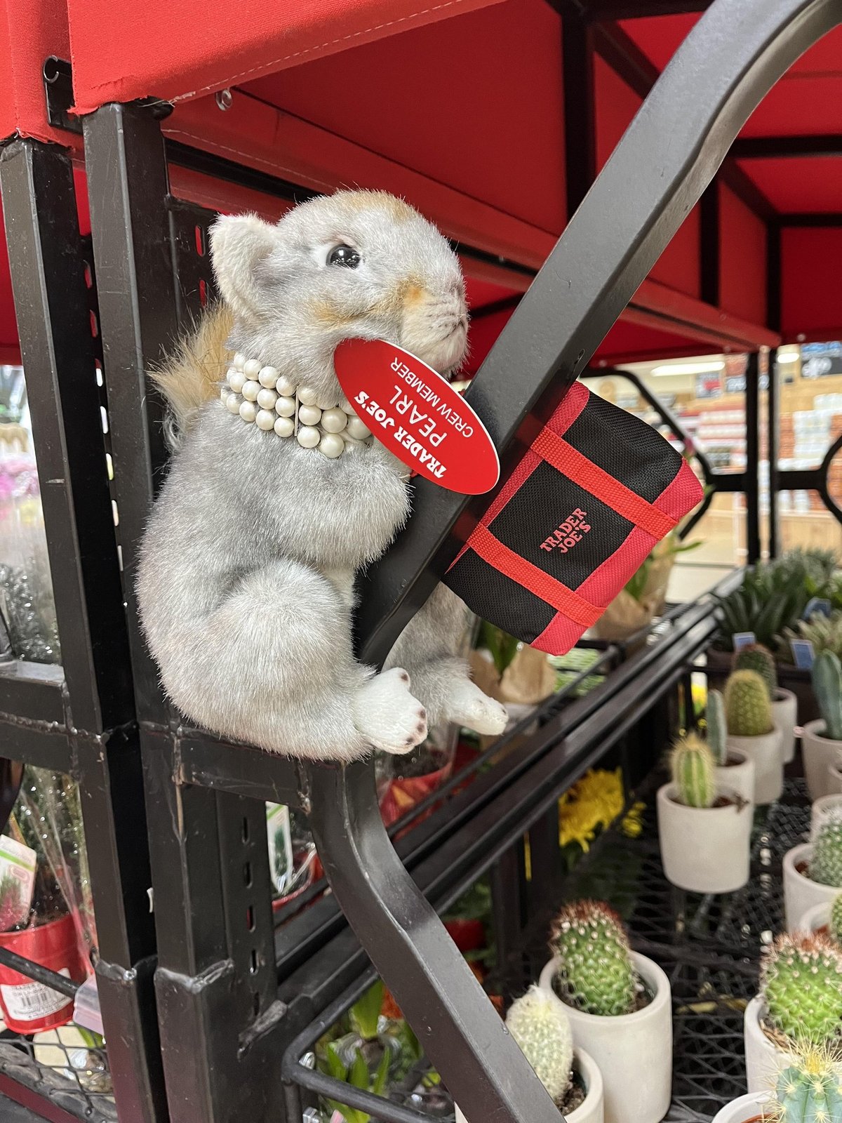 Pearl the Squirrel at Trader Joe's Portland — Northwest / Nob Hill, OR