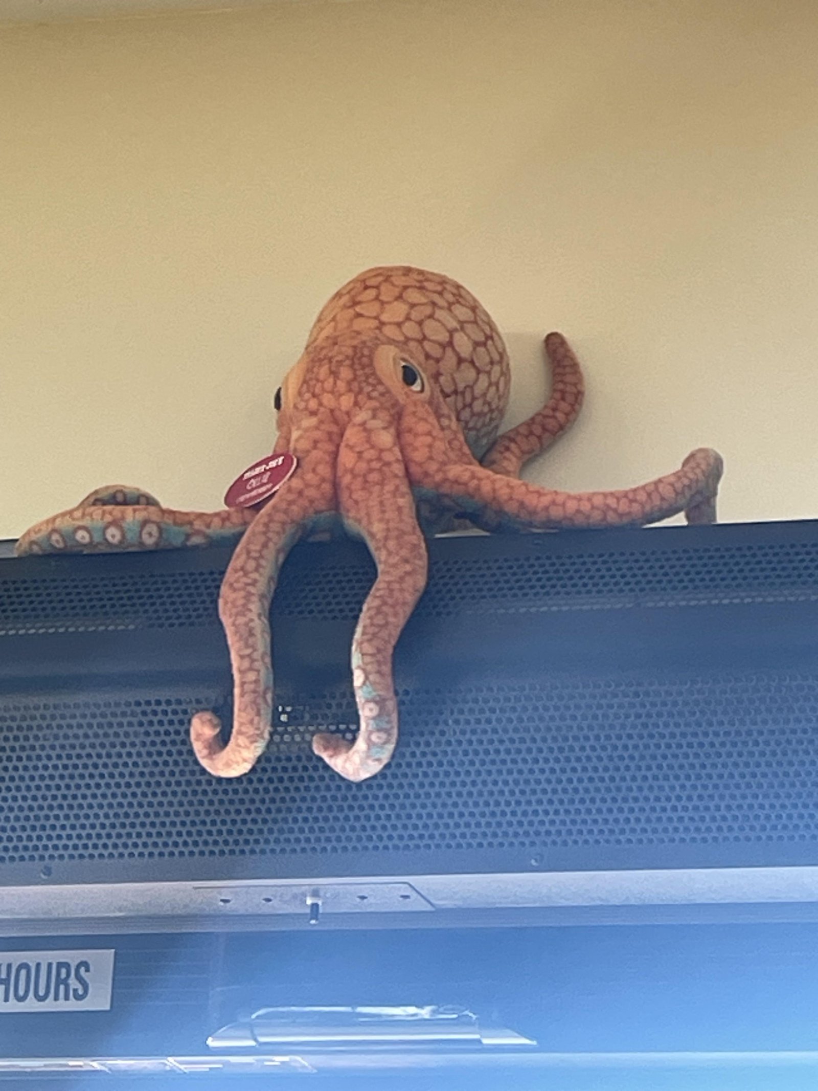 Ollie the Octopus at Trader Joe's Oceanside, CA