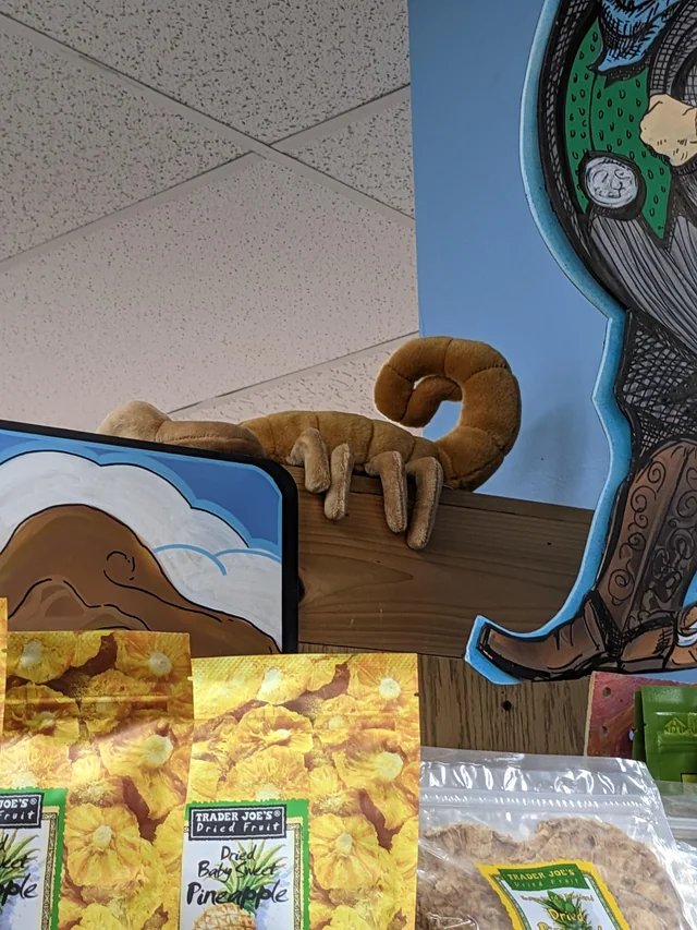 Sara the Scorpion at Trader Joe's Scottsdale — Old Town, AZ