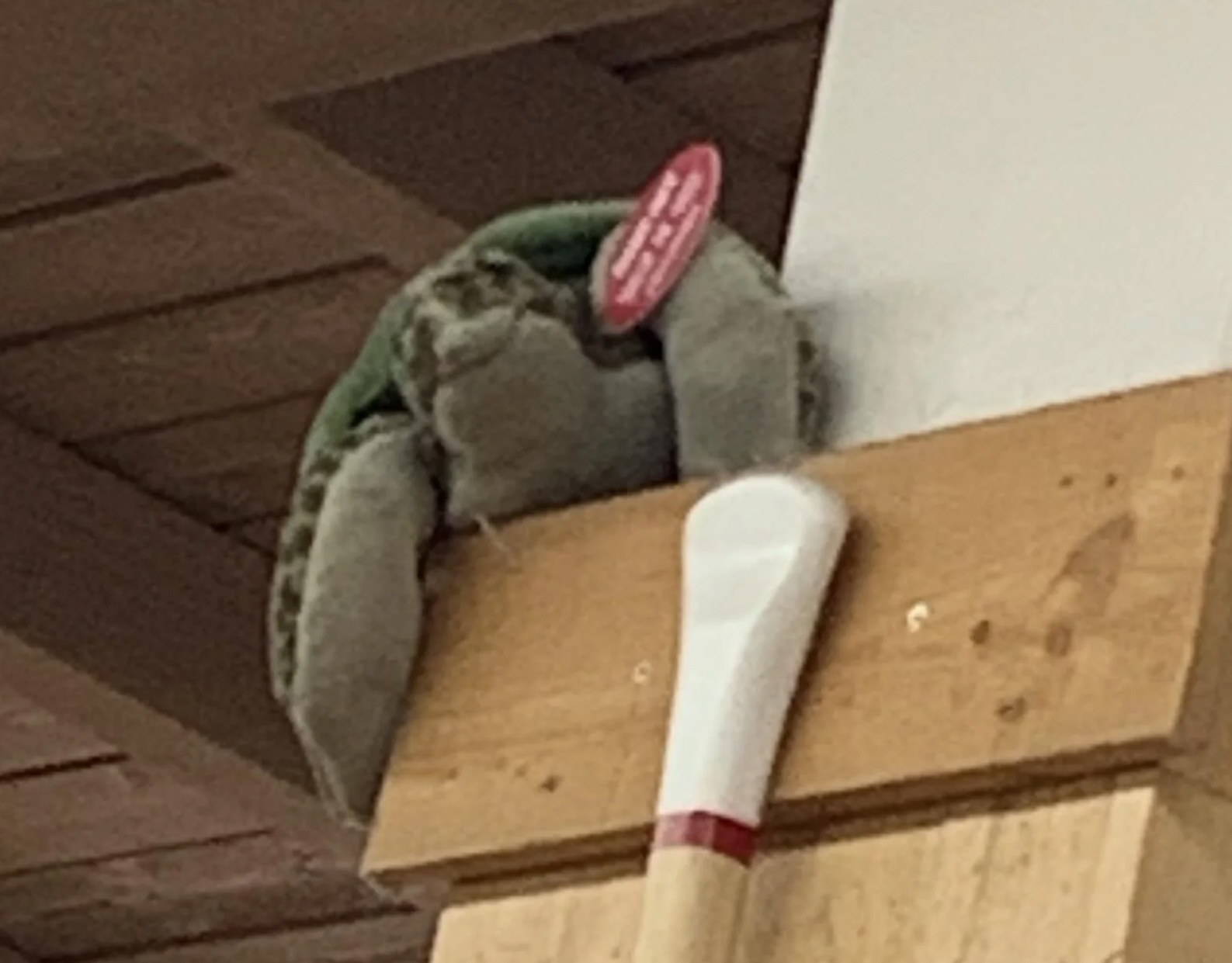 Taylor the Sea turtle at Trader Joe's San Diego — Liberty Station, CA