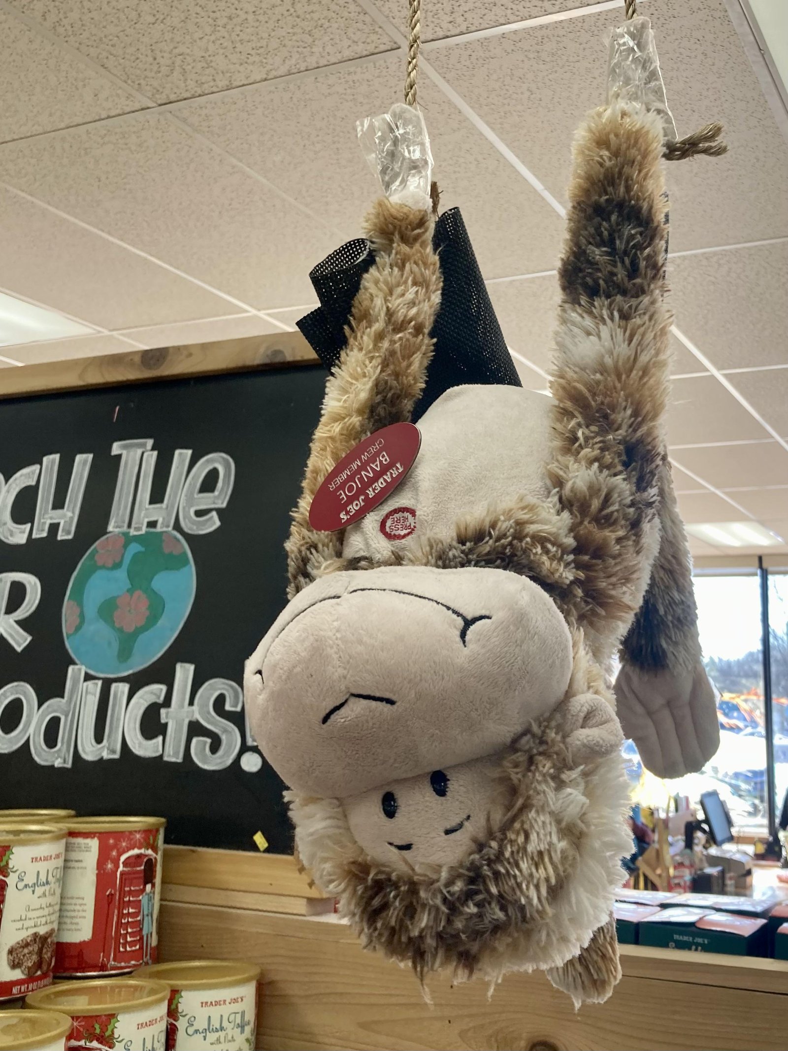 Banjoe the Monkey at Trader Joe's Fairfield, CT