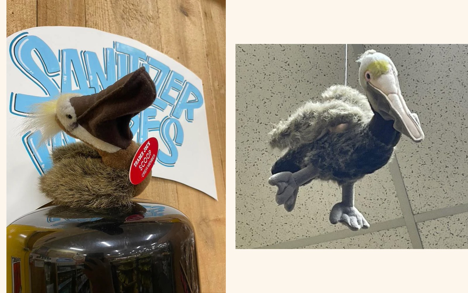 Scoop and Penny the Pelicans (x2) at Trader Joe's Manhattan Beach — North MB, CA