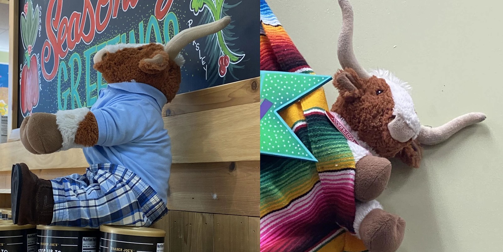 Pronto and Josephine the Longhorn Bulls (x2) at Trader Joe's San Antonio — Alamo Heights, TX