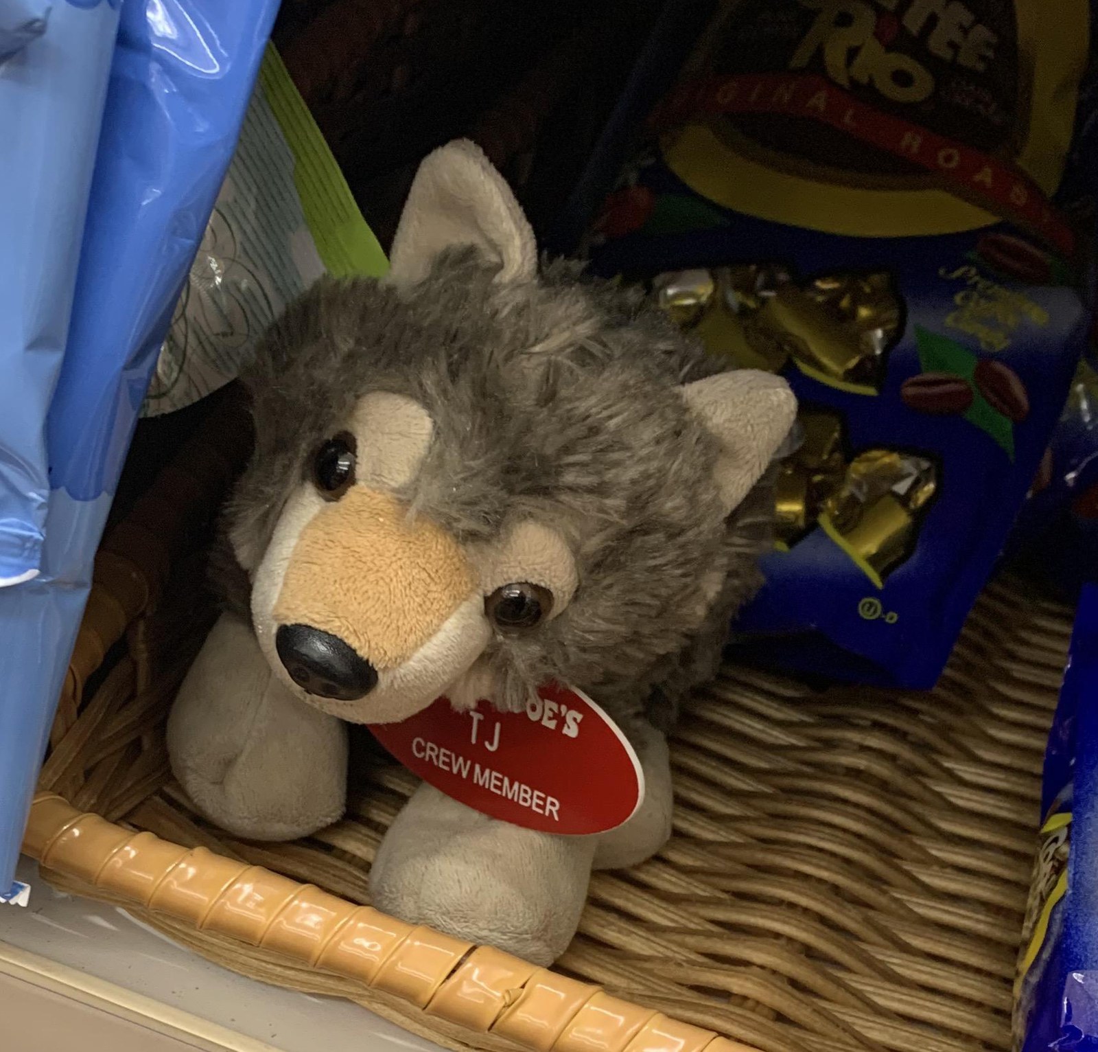 TJ / Wolfington the Wolf at Trader Joe's Albany — Colonie, NY
