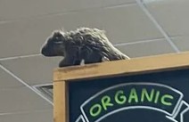 Quill-i-am the Porcupine at Trader Joe's Pittsburgh — North Hills, PA
