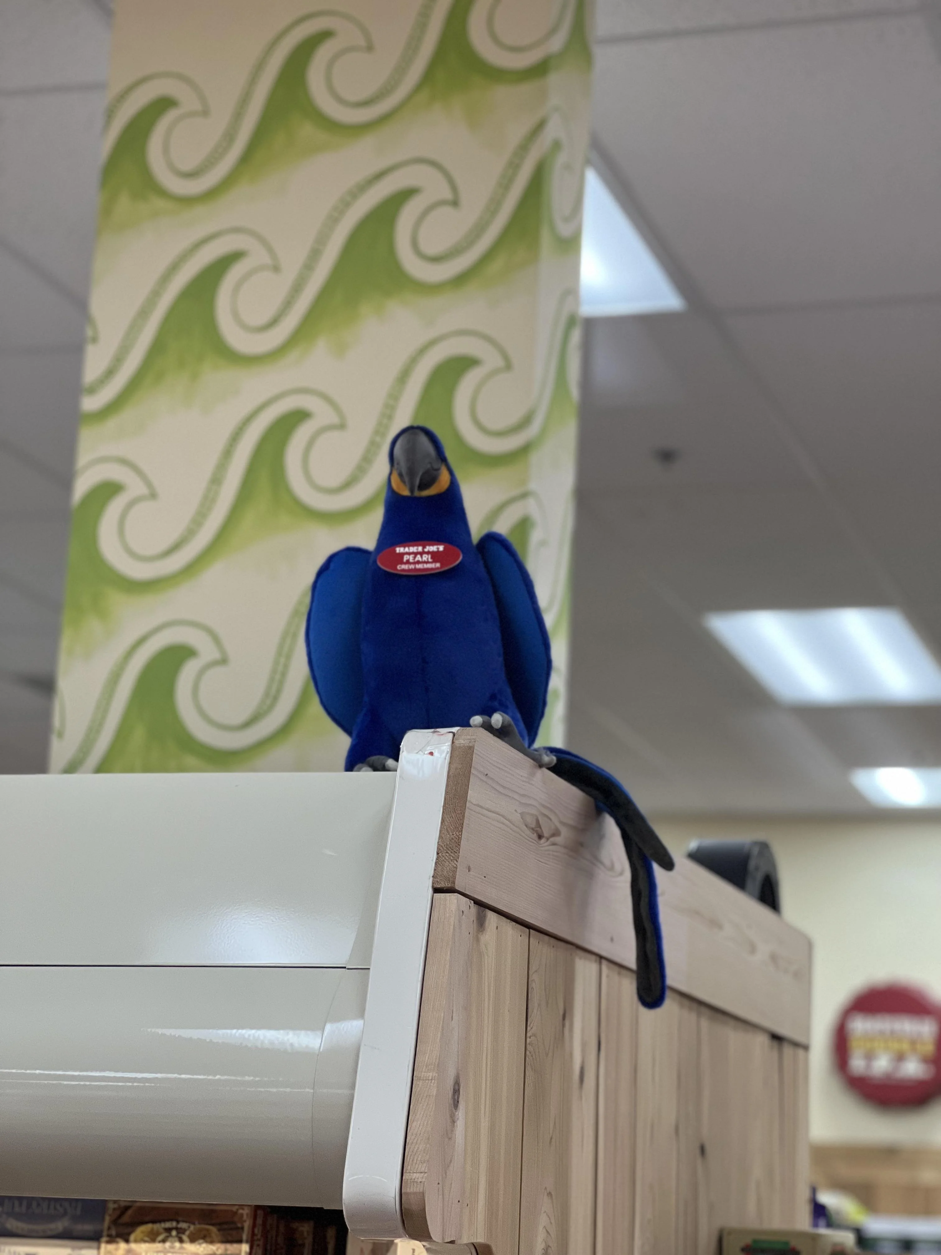 Pearl the Parrot at Trader Joe's Glendale, CA