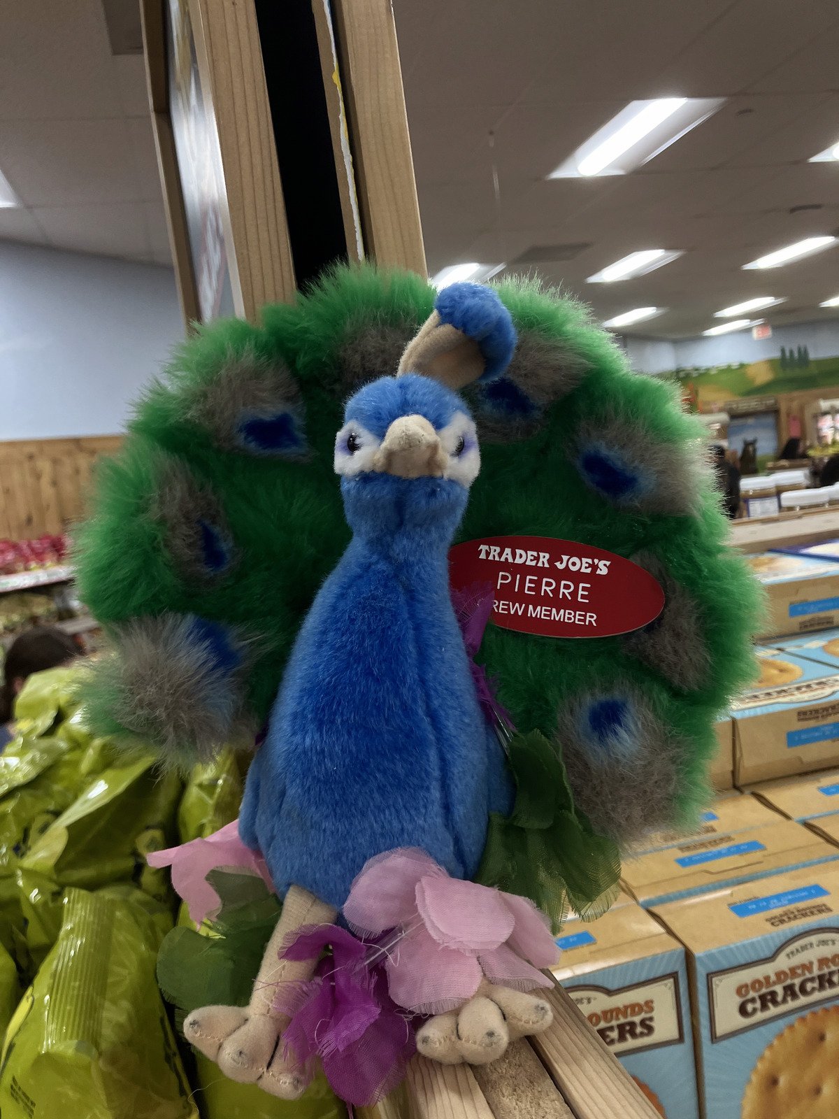 Pierre the Peacock at Trader Joe's Rancho Palos Verdes — Golden Cove, CA