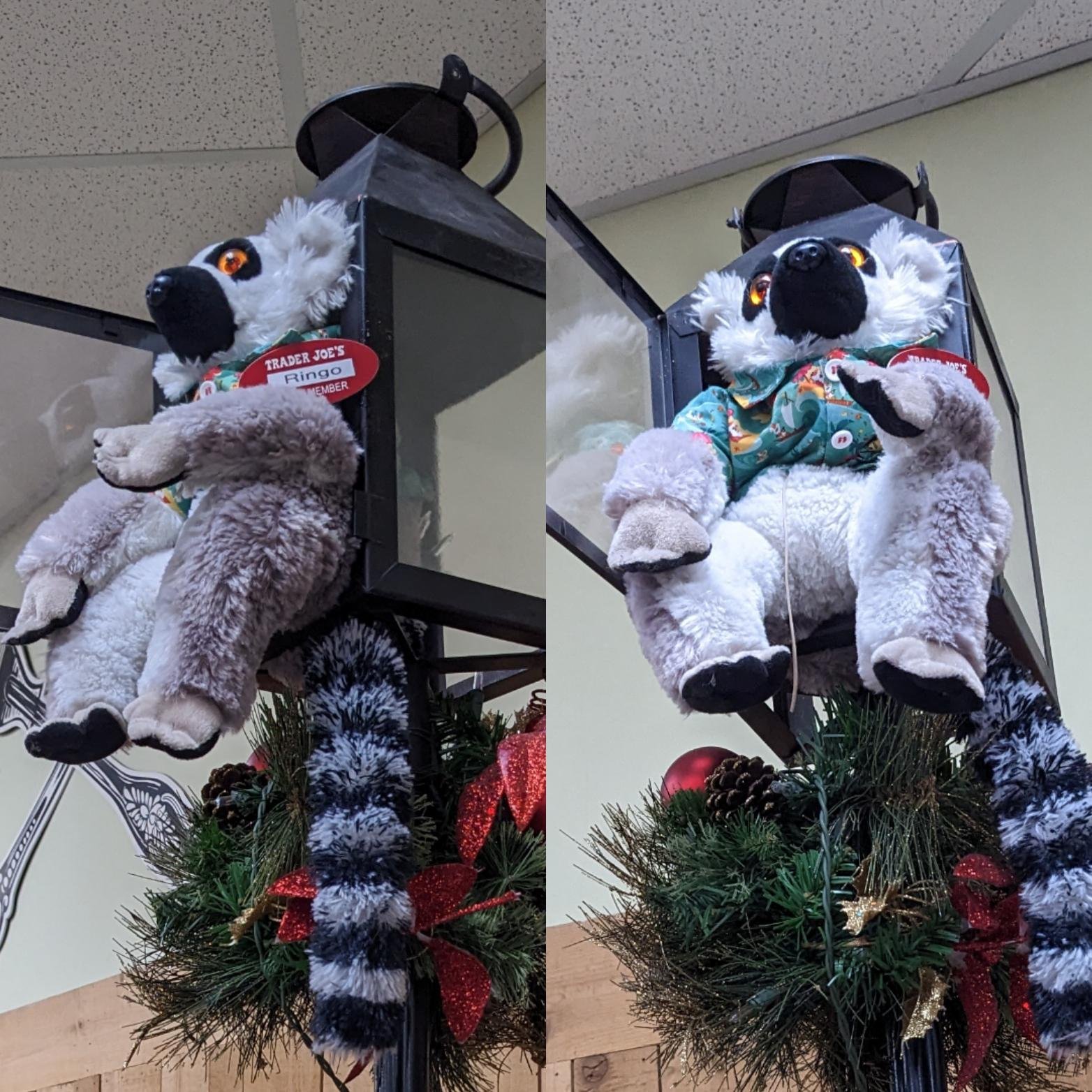 Ringo the Ringtail at Trader Joe's Phoenix — Ahwatukee, AZ
