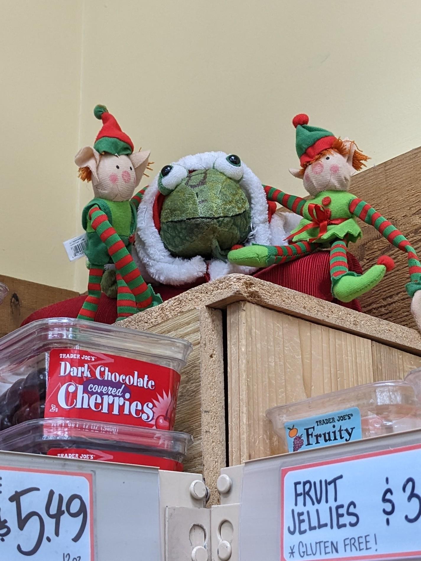 Iggy the Iguana at Trader Joe's Mesa, AZ