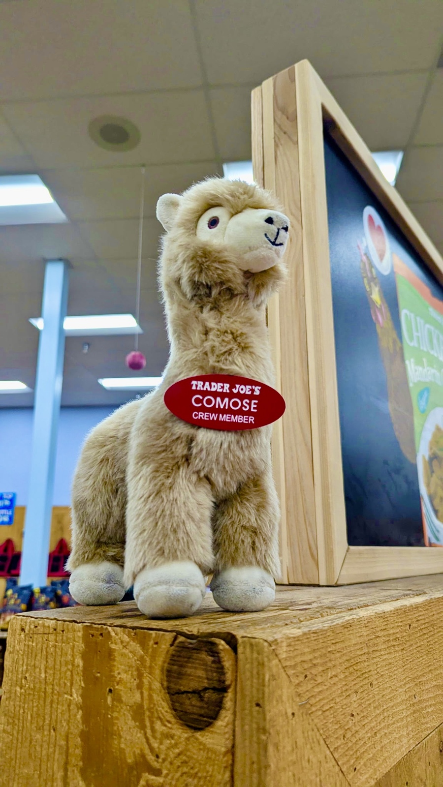 Comose the Llama at Trader Joe's Concord