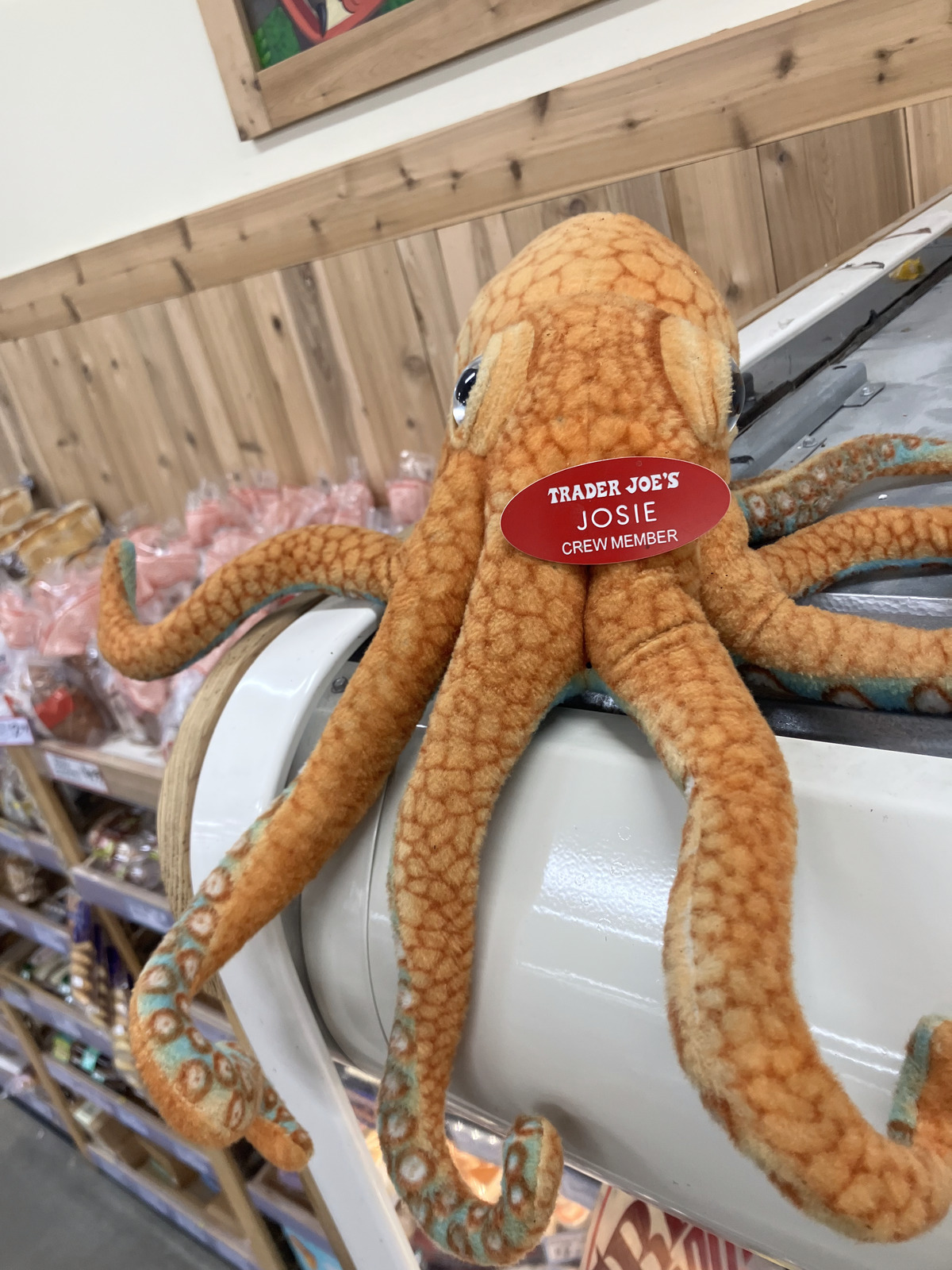 Josie the Octopus at Trader Joe's Studio City