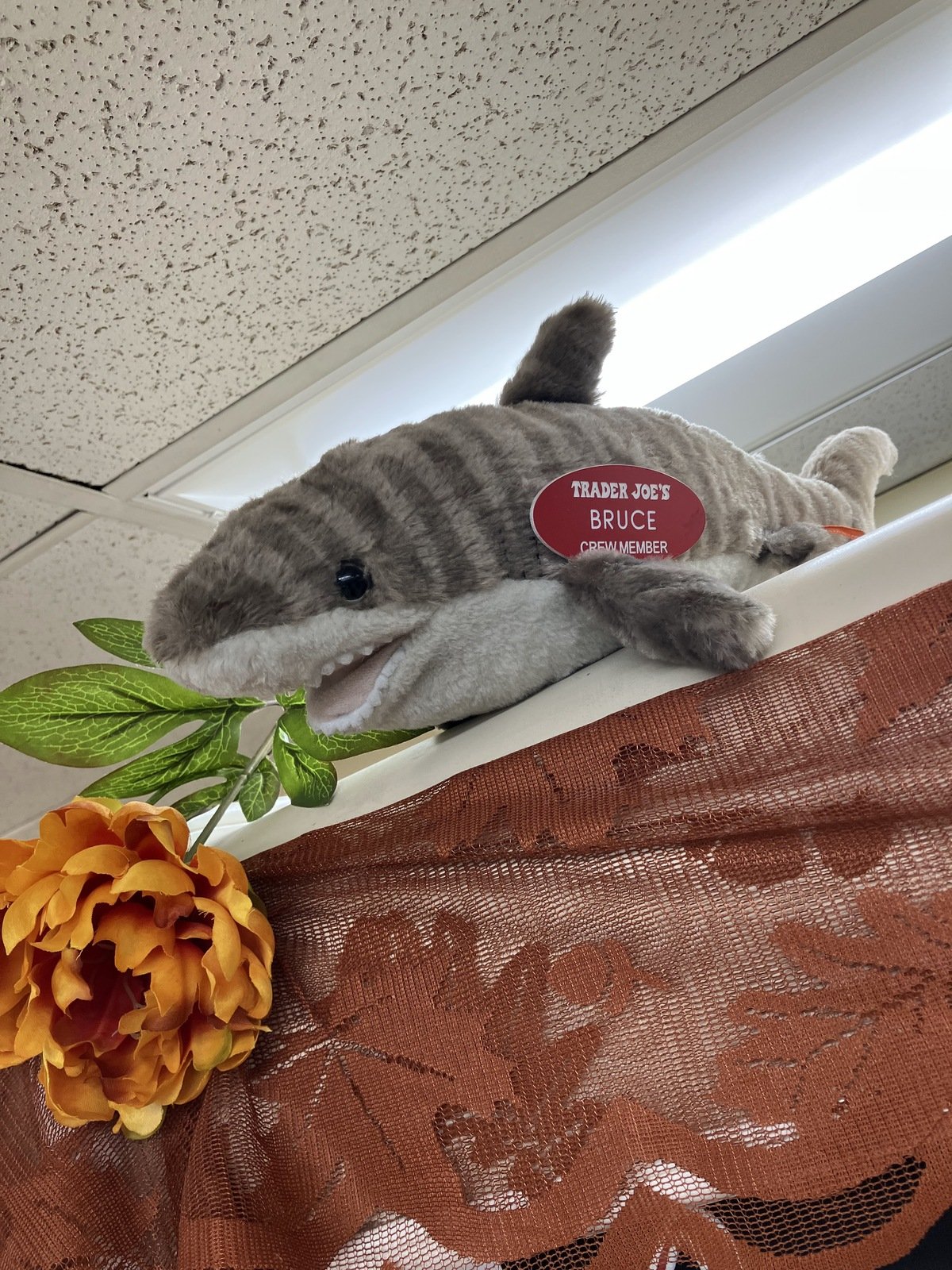 Bruce the Shark at Trader Joe's Riverside Dr North (Sherman Oaks)