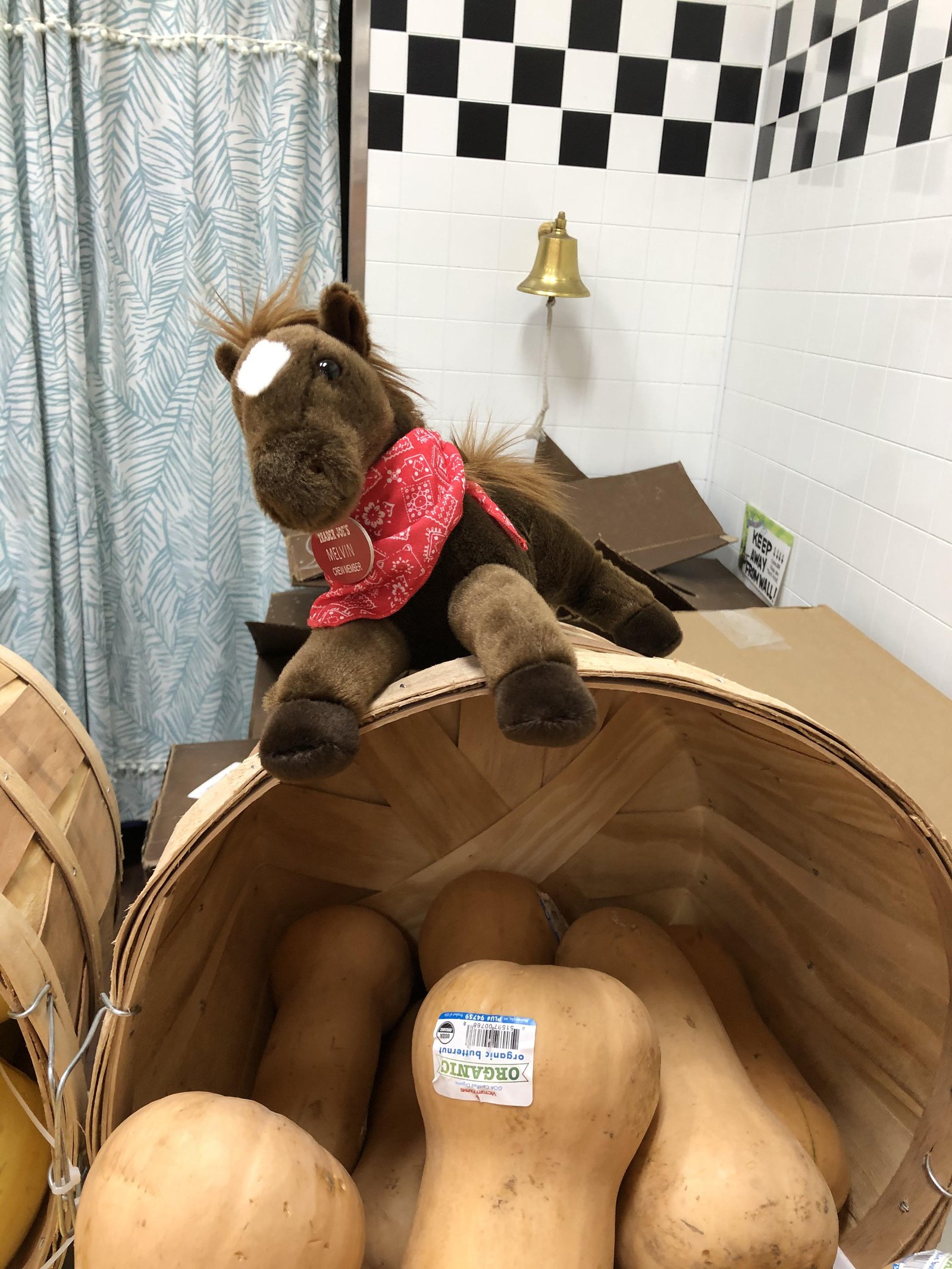Melvin the Horse at Trader Joe's Germantown, TN