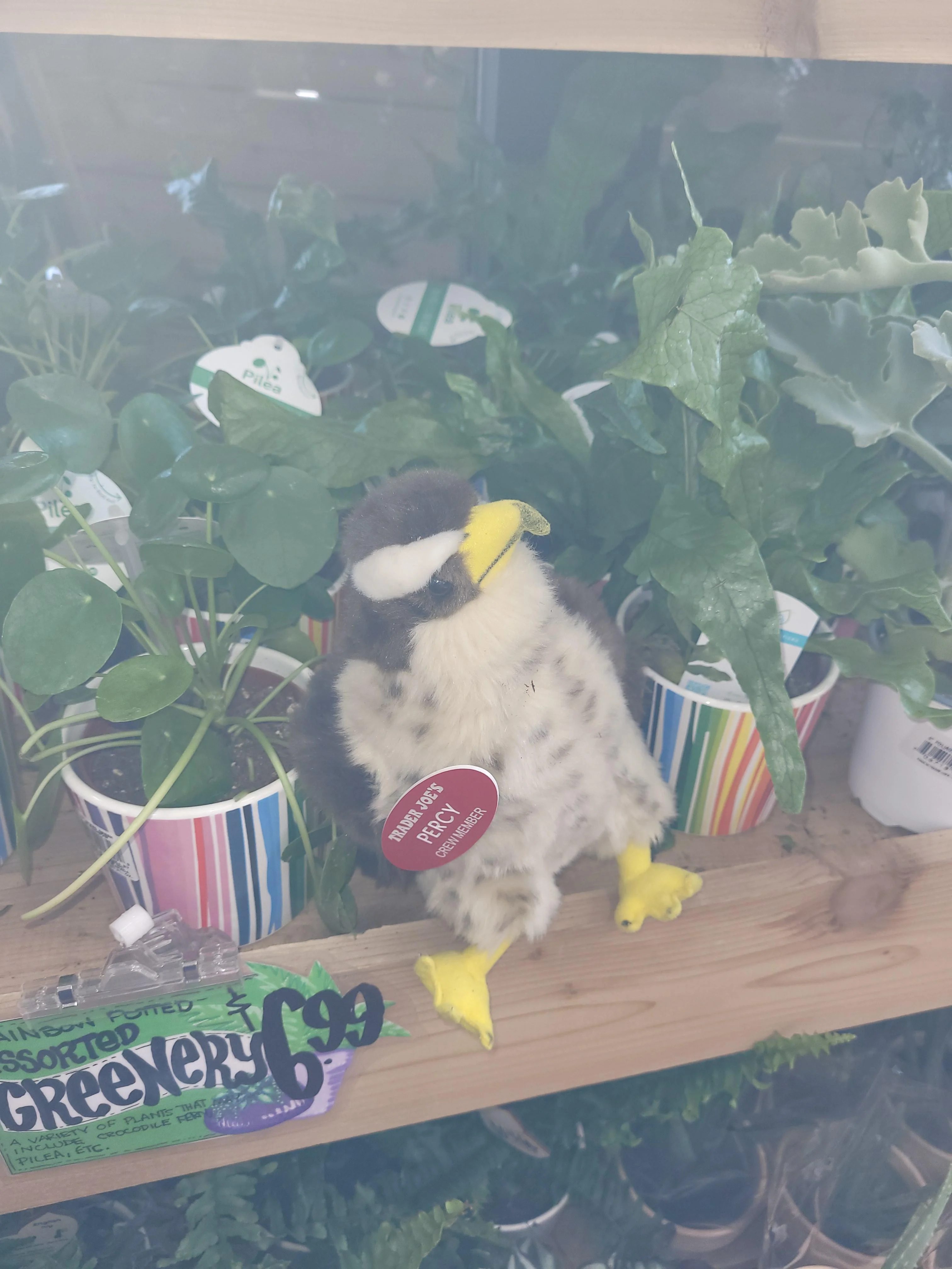 Percy and Perry the Peregrine Falcons (x2) at Trader Joe's South Bend, IN