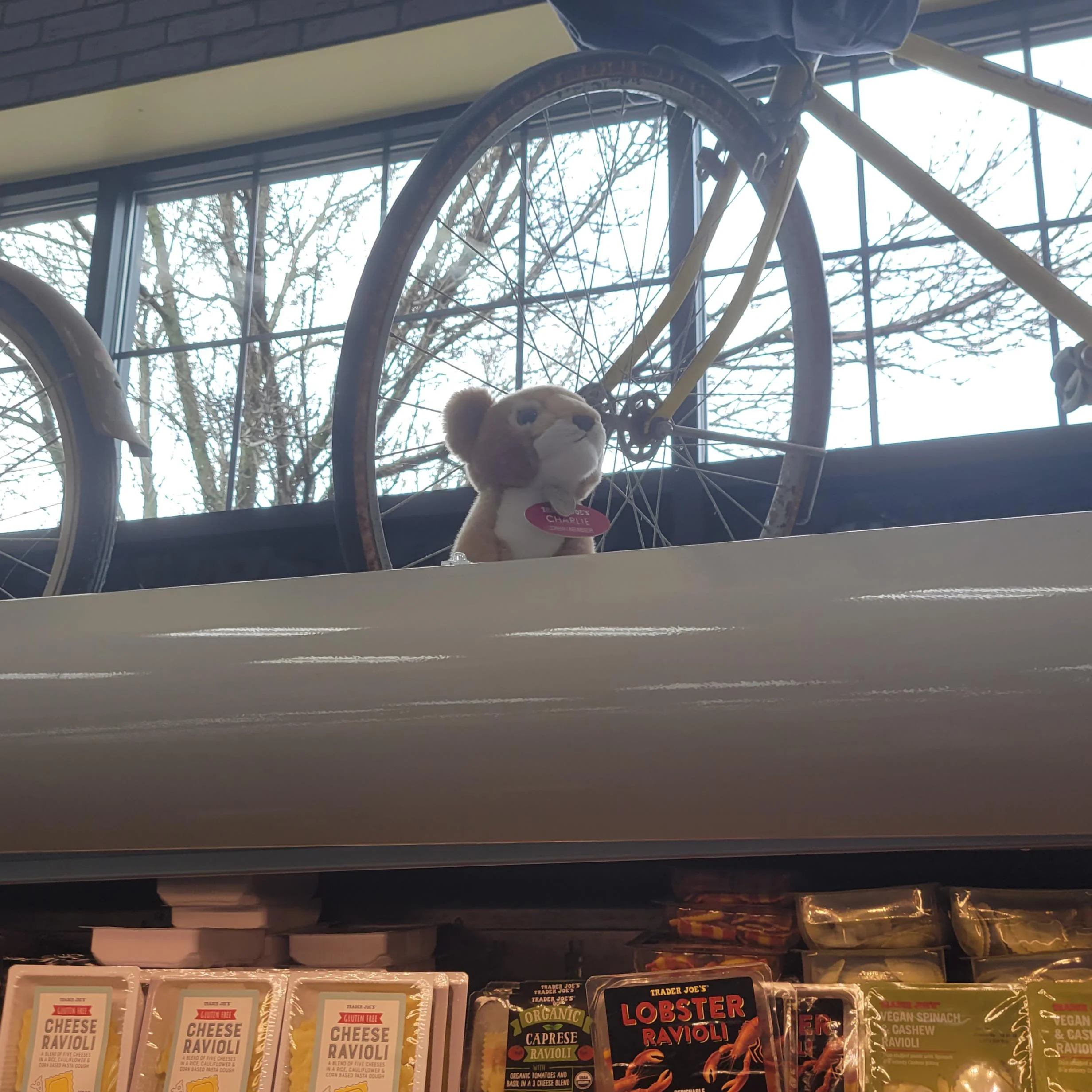 Charlie the Catamount at Trader Joe's South Burlington, VT