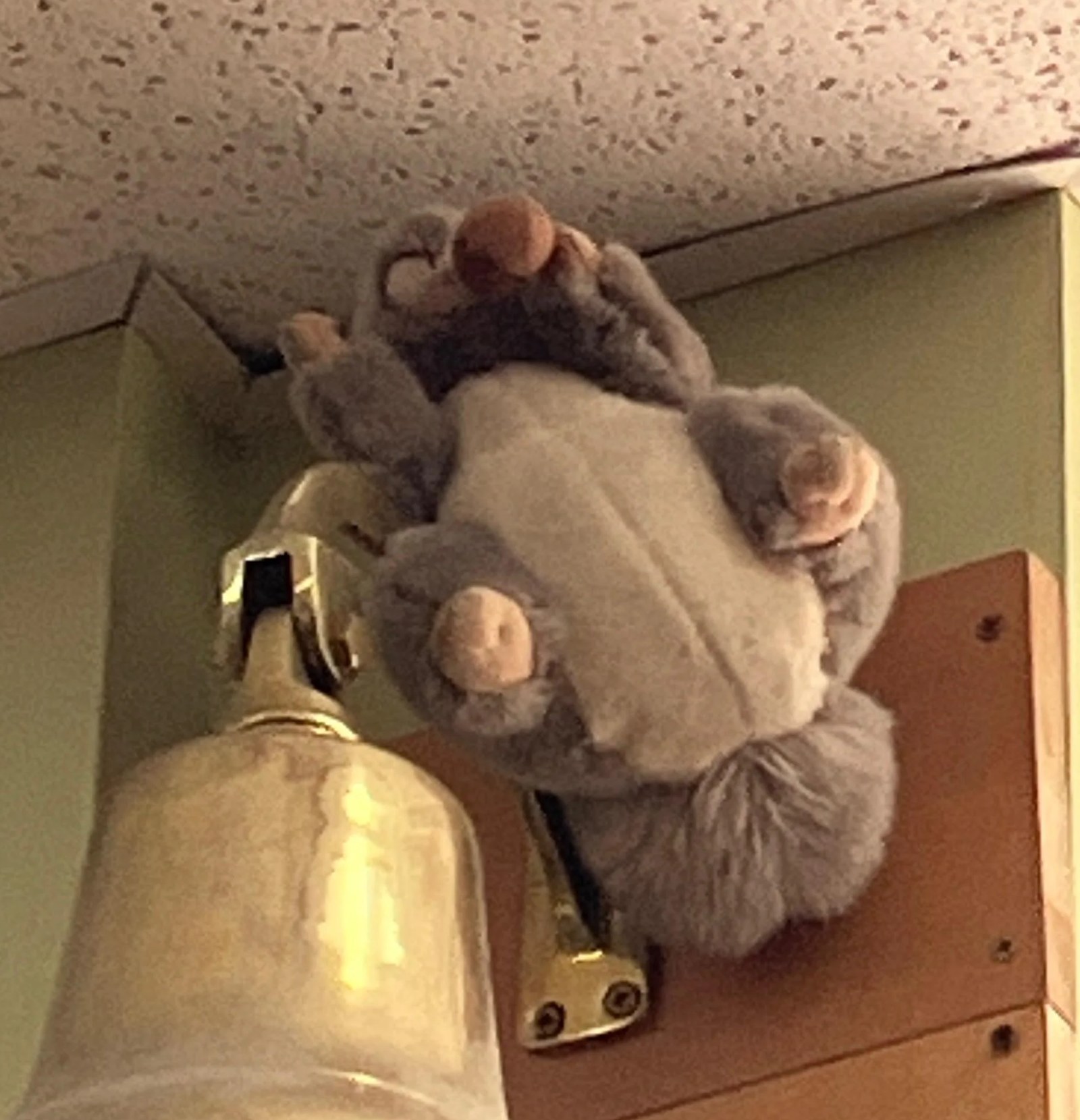 Pickles the Squirrel at Trader Joe's Oak Park, IL