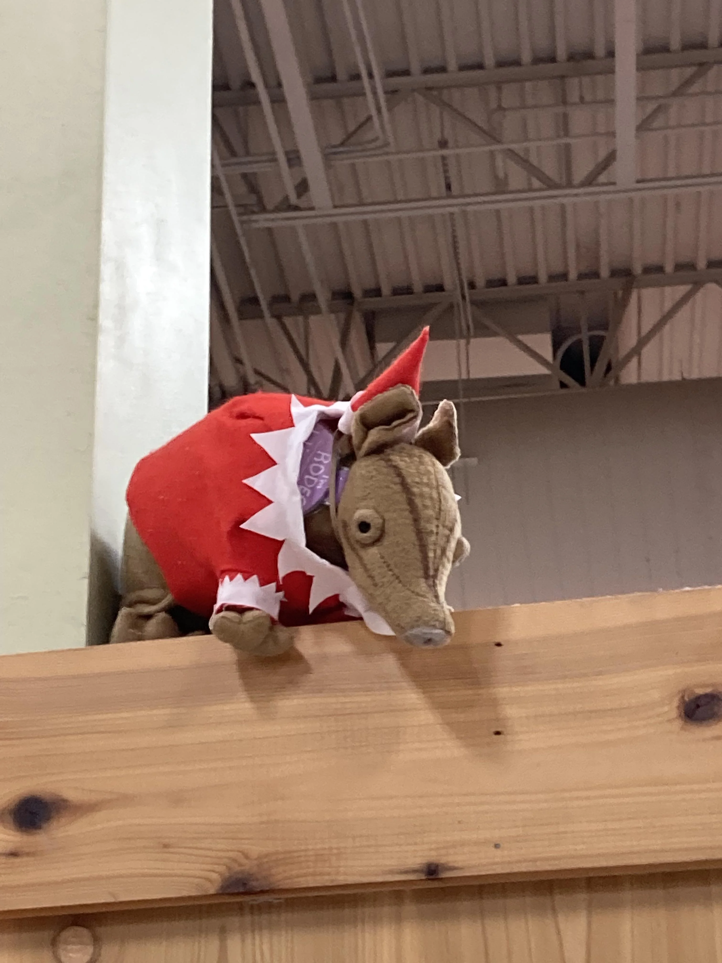 Rodeo the Armadillo at Trader Joe's Austin — Westlake, TX