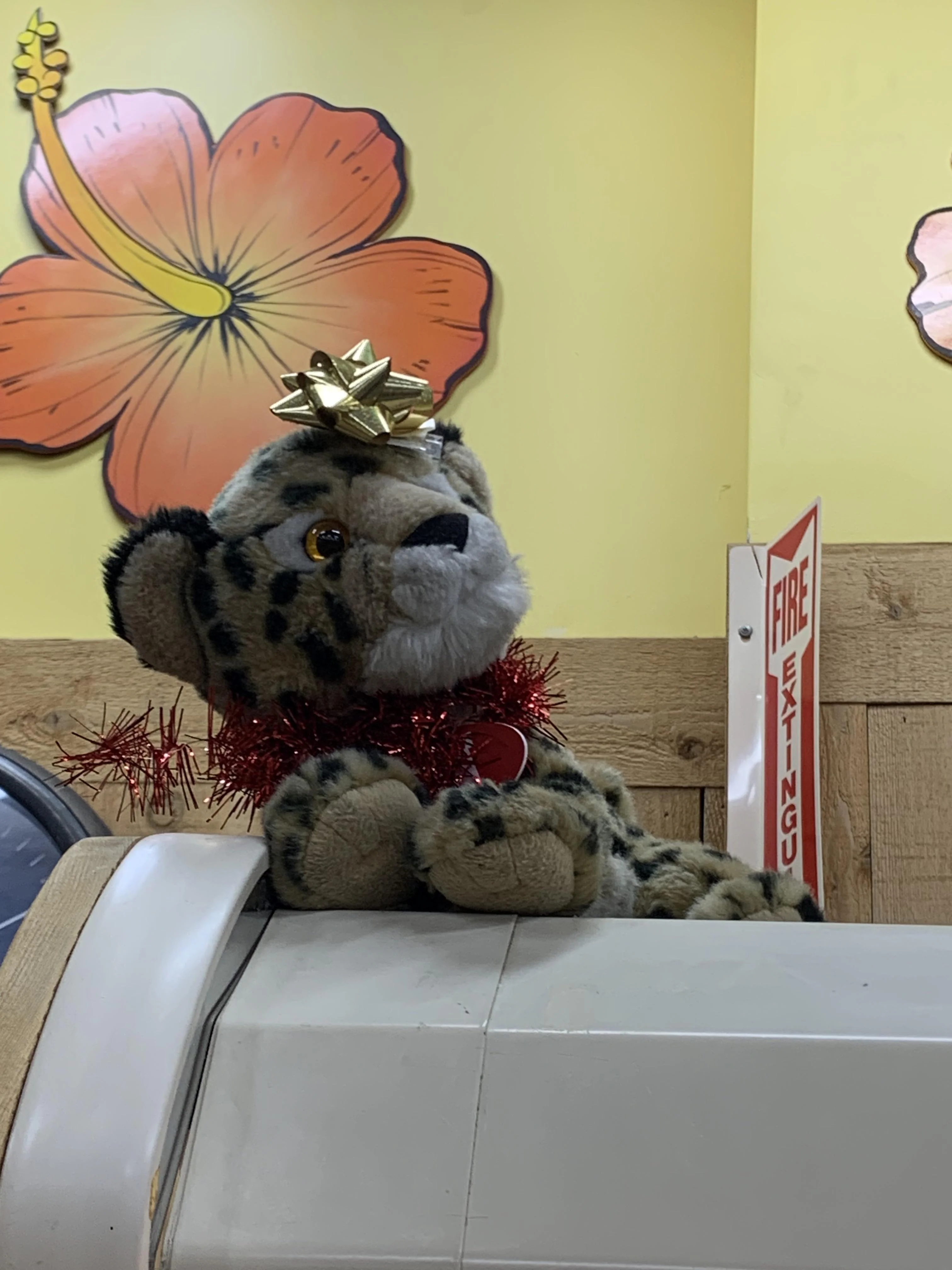 Cobba the Mountain Lion Cub at Trader Joe's Chula Vista, CA