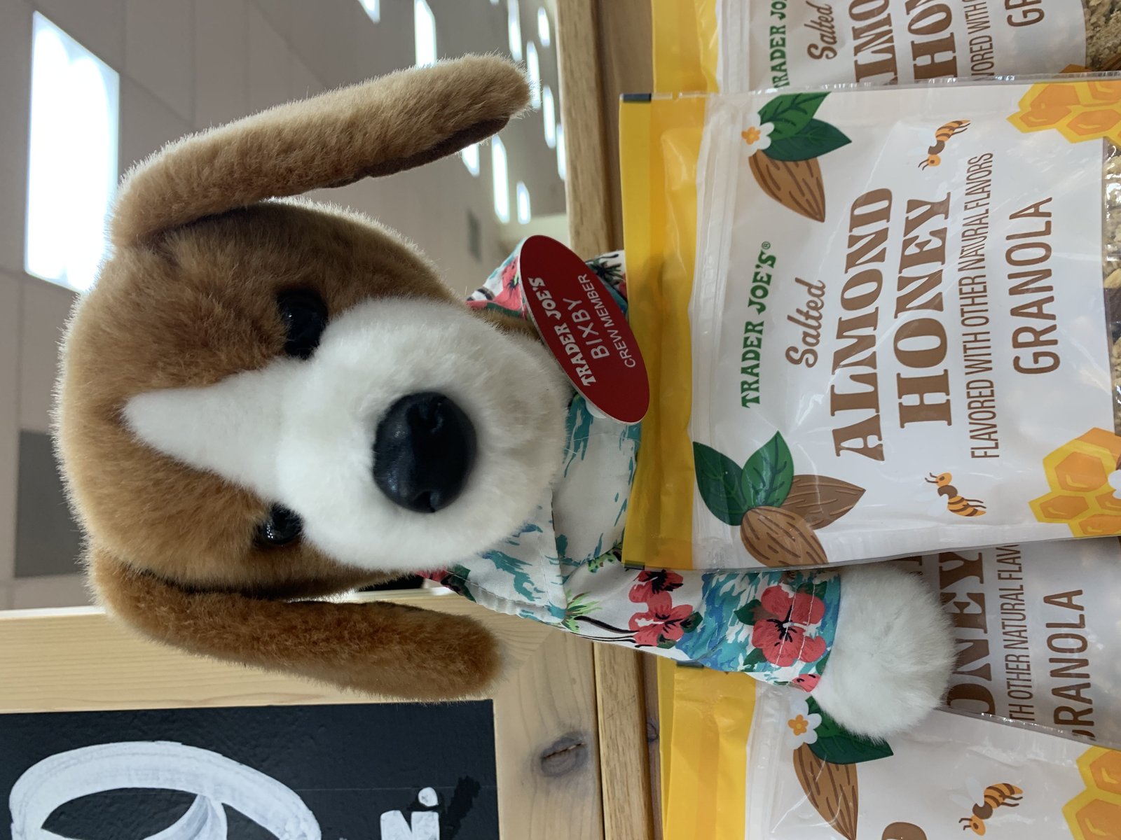Bixby the Beagle