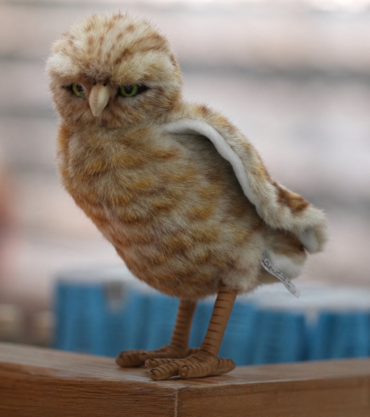 Unnamed the Burrowing Owl at Trader Joe's Goodyear, AZ