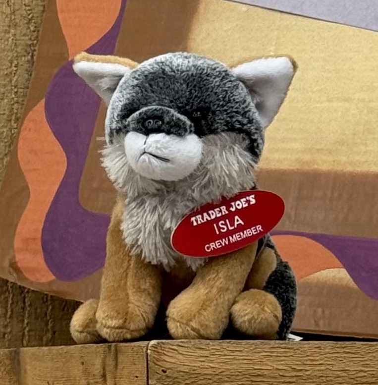Isla the Channel Islands Fox at Trader Joe's Goleta, CA