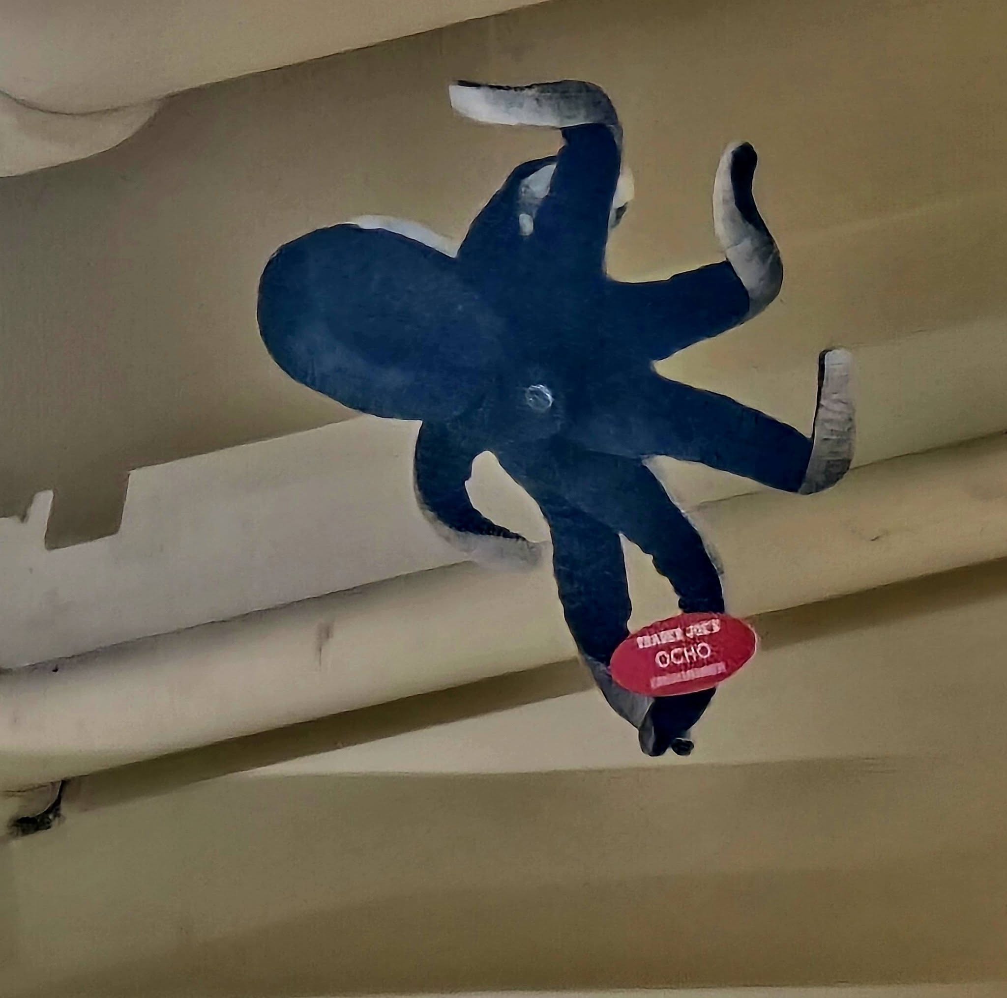 Ocho the Octopus at Trader Joe's University Place, WA