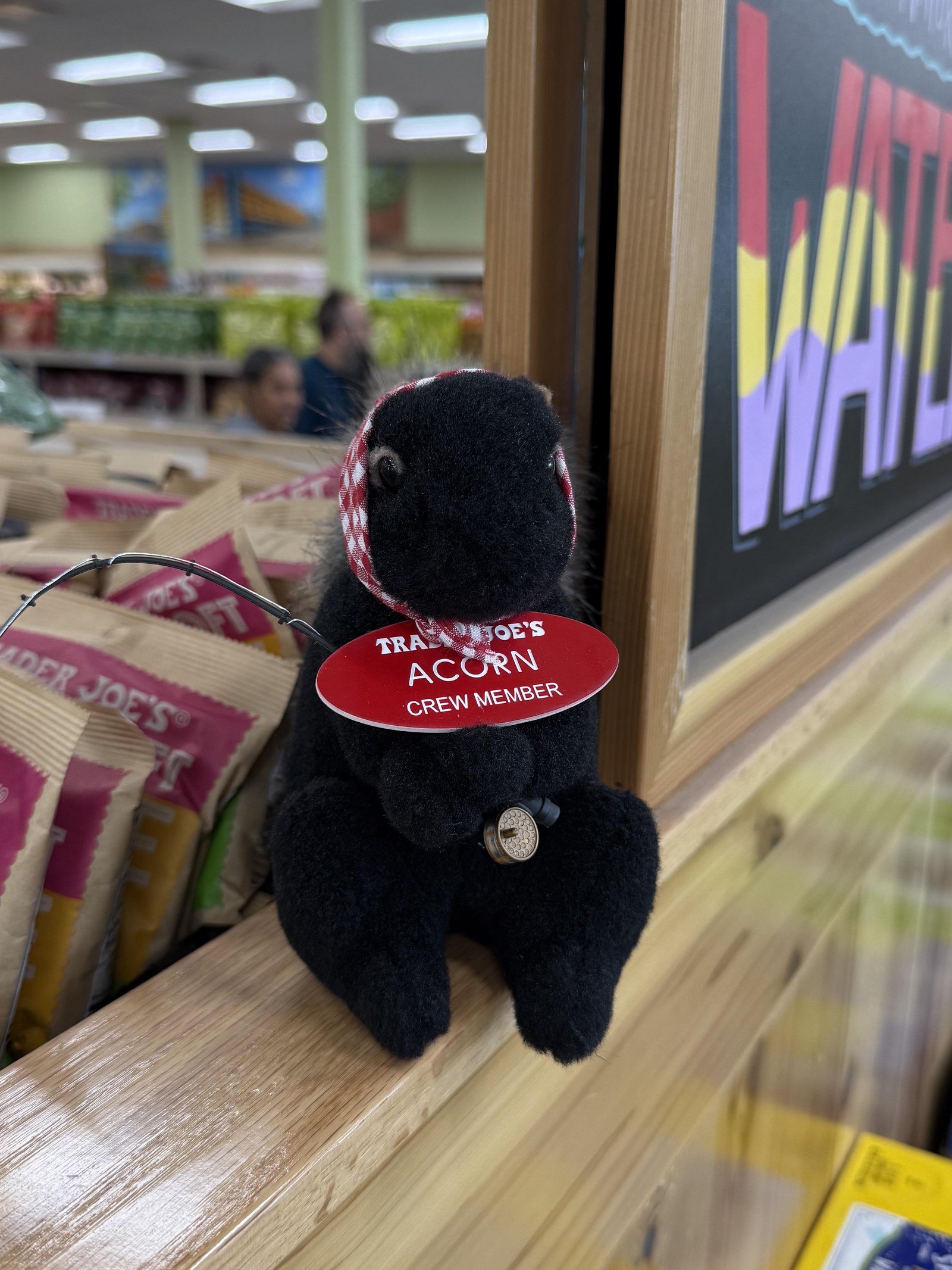 Acorn the Black Squirrel at Trader Joe's East Lansing, MI