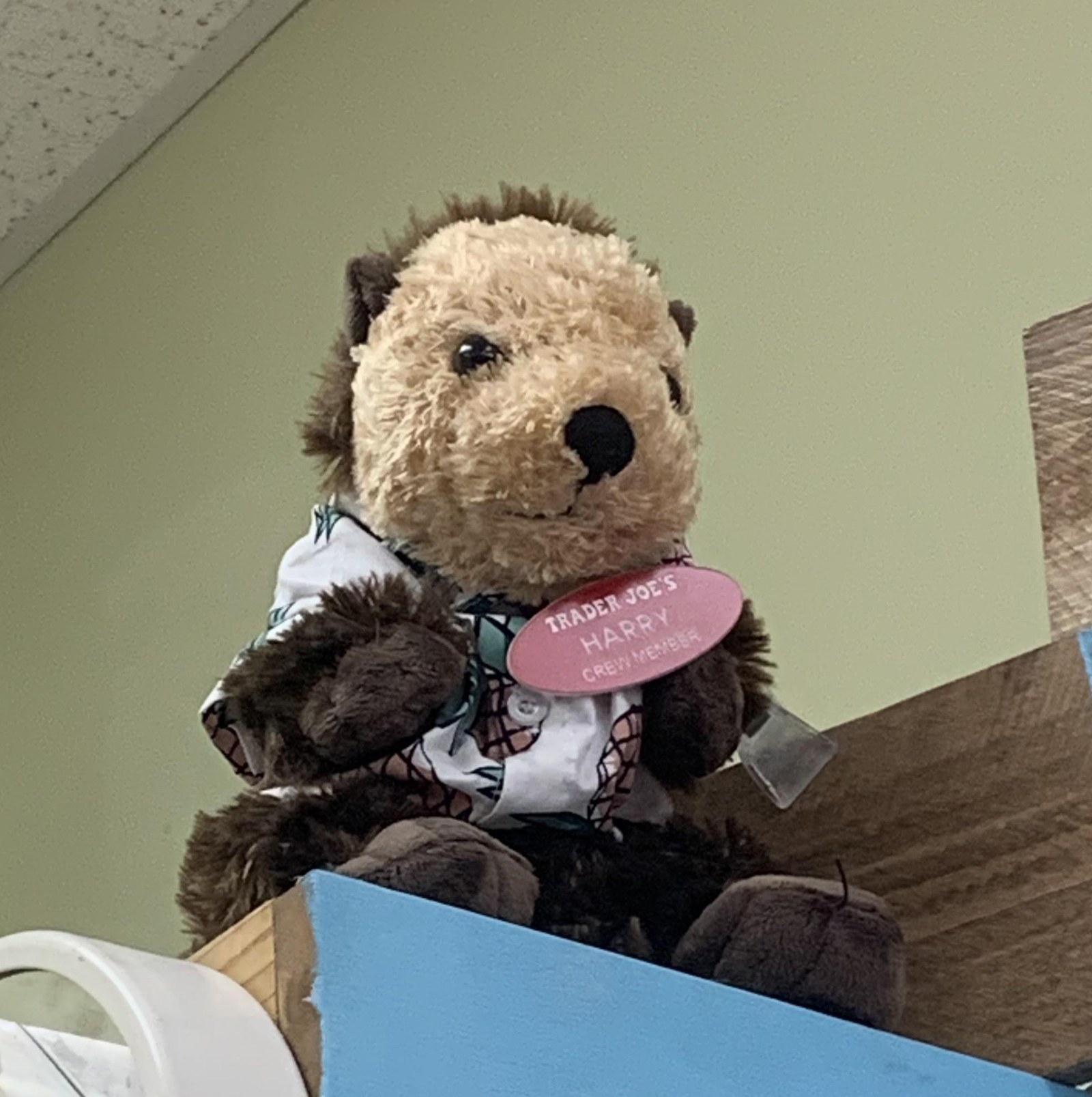 Harry the Otter at Trader Joe's Dallas — Inwood / Lovers Lane, TX