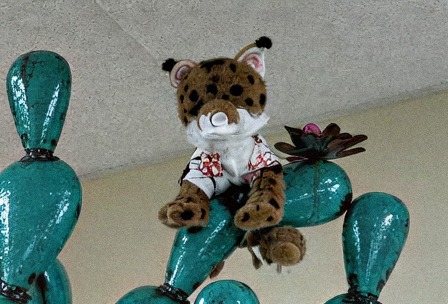 Brisket the Bobcat at Trader Joe's Bee Cave, TX