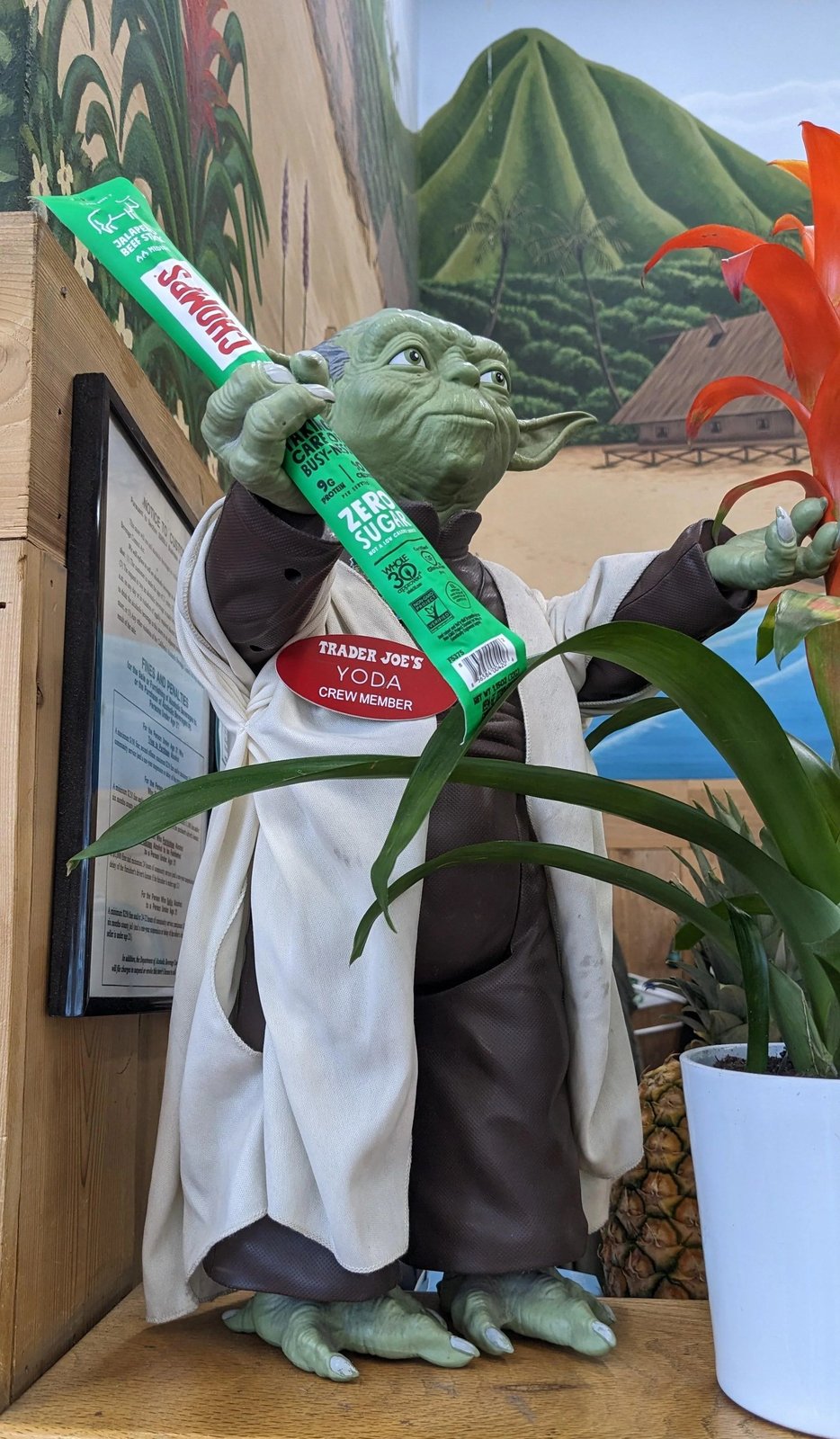 Yoda the Ancient One at Trader Joe's Santa Maria, CA