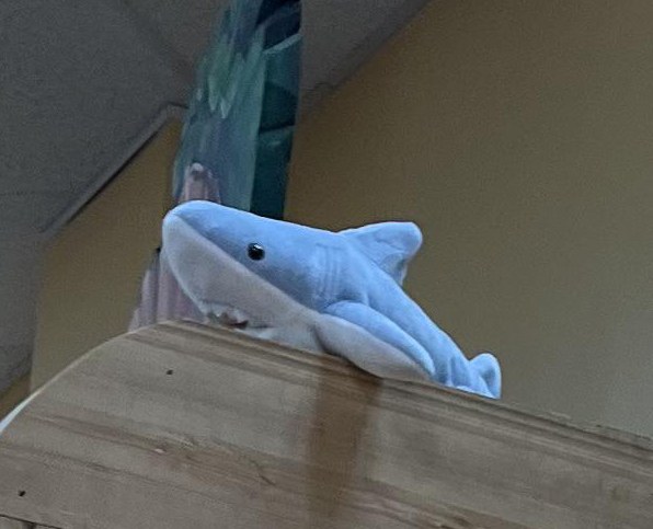 Unnamed the Shark at Trader Joe's Jacksonville Beach, FL