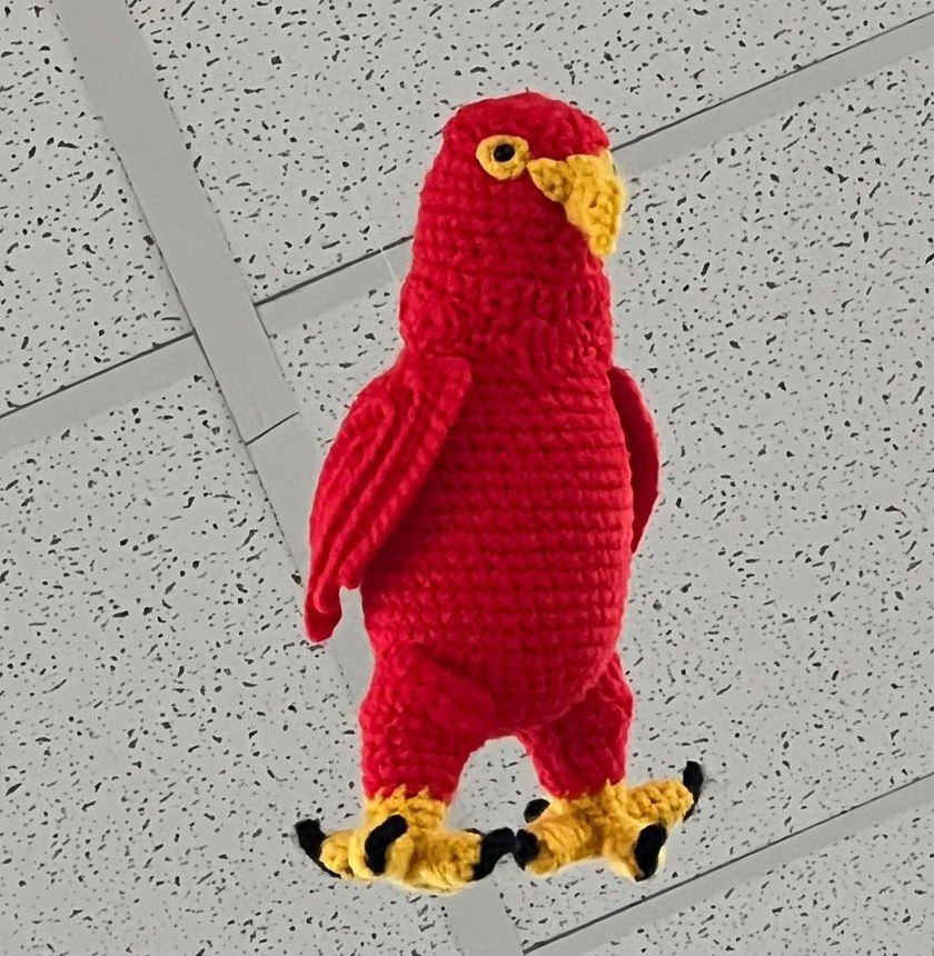 Rocket the Scarlet Hawk at Trader Joe's Milford, MA